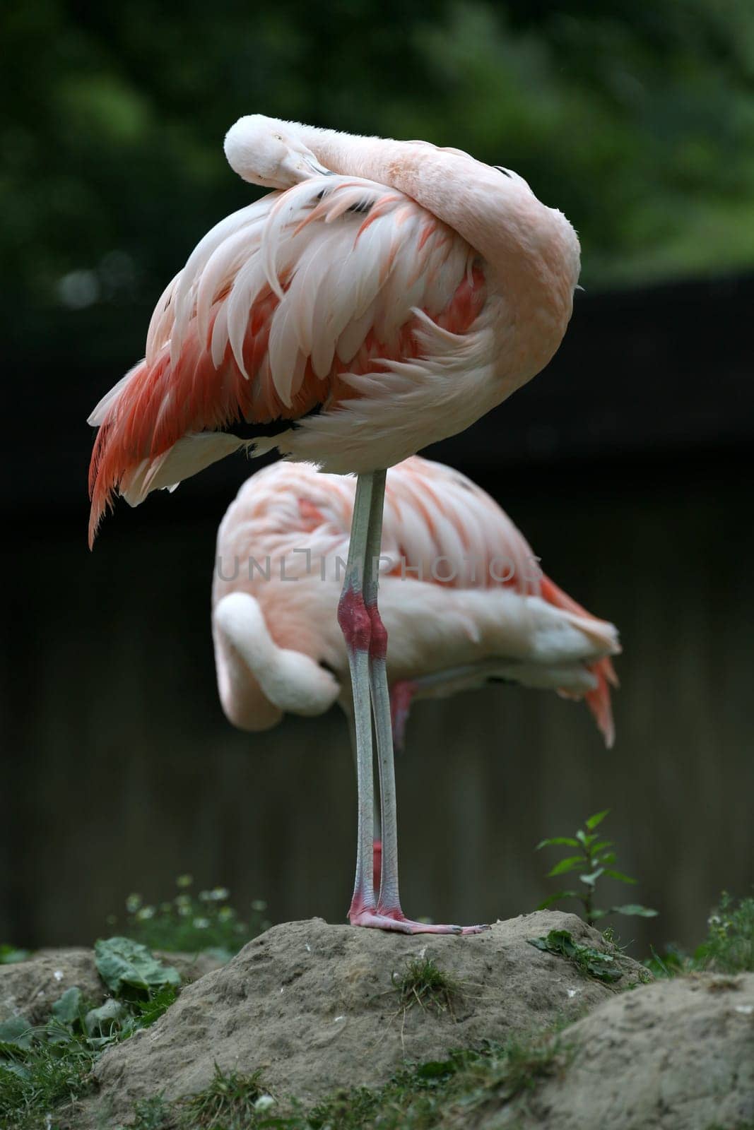 Pink flamingos