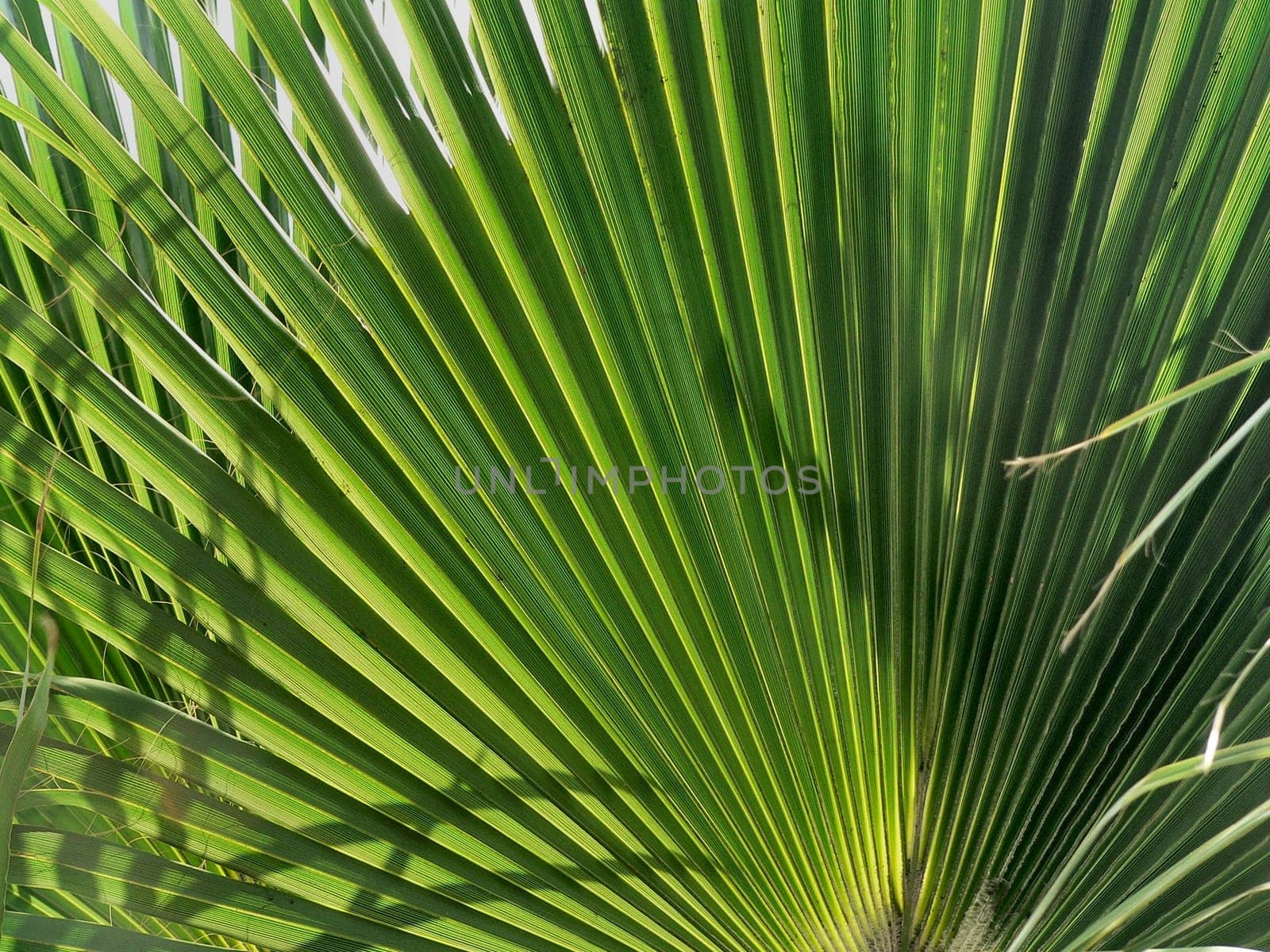 Palm light