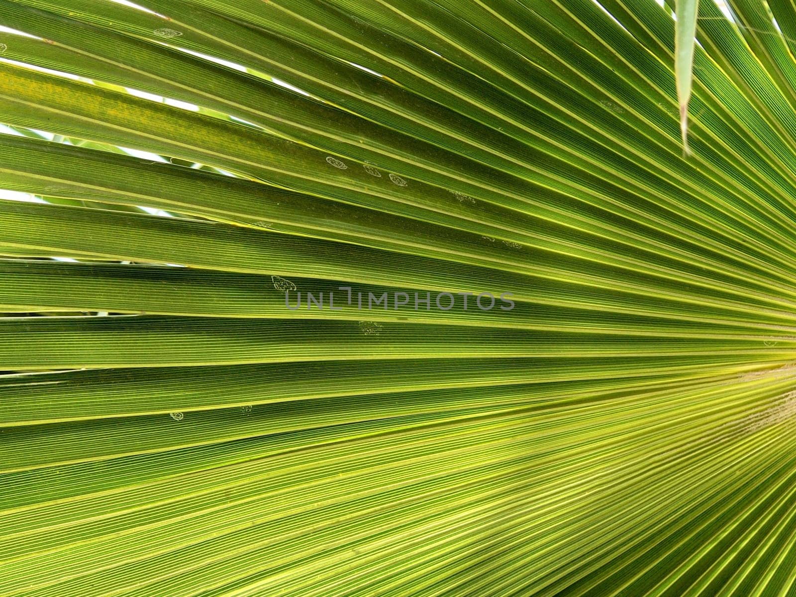 green lines