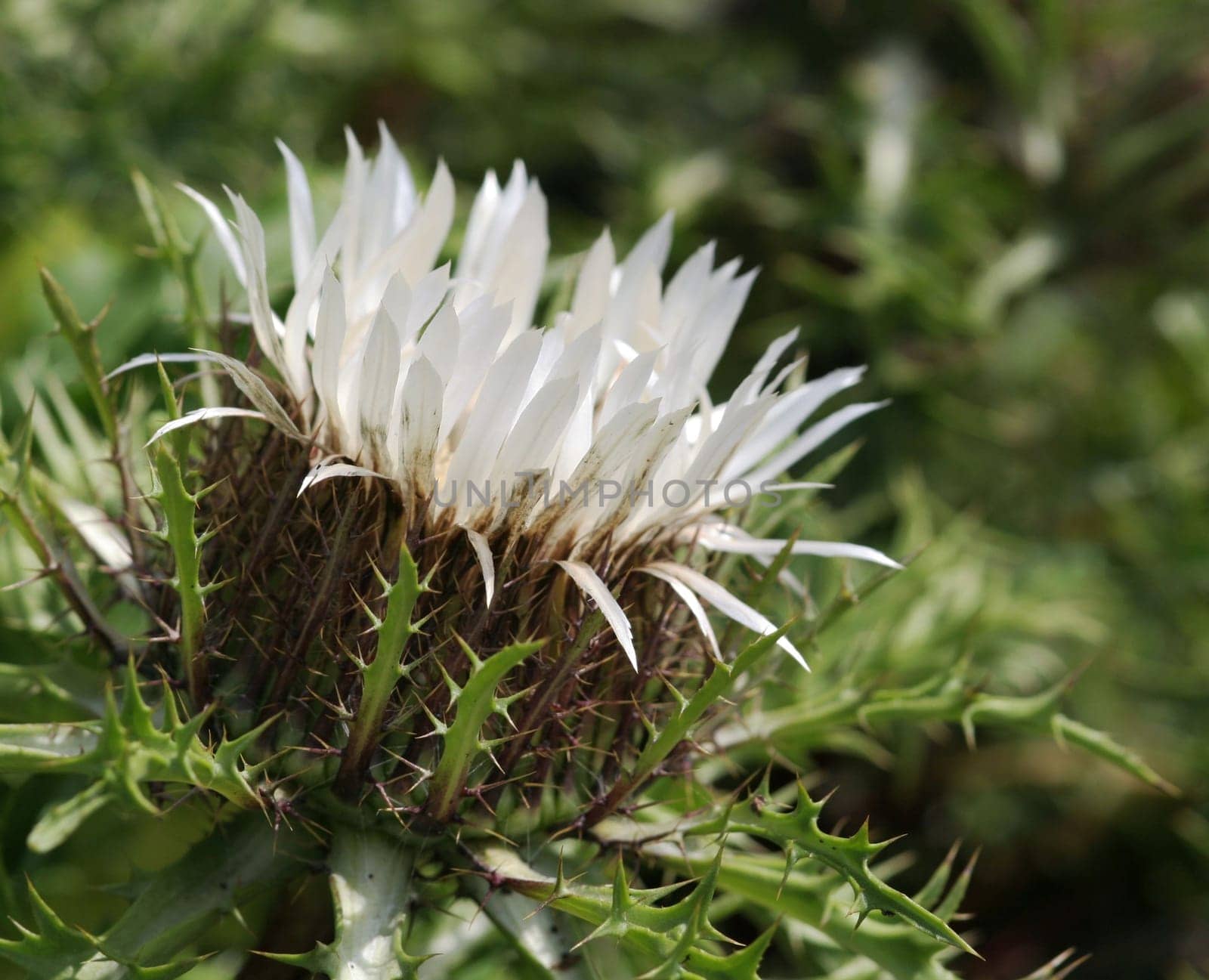 Silver thistle...