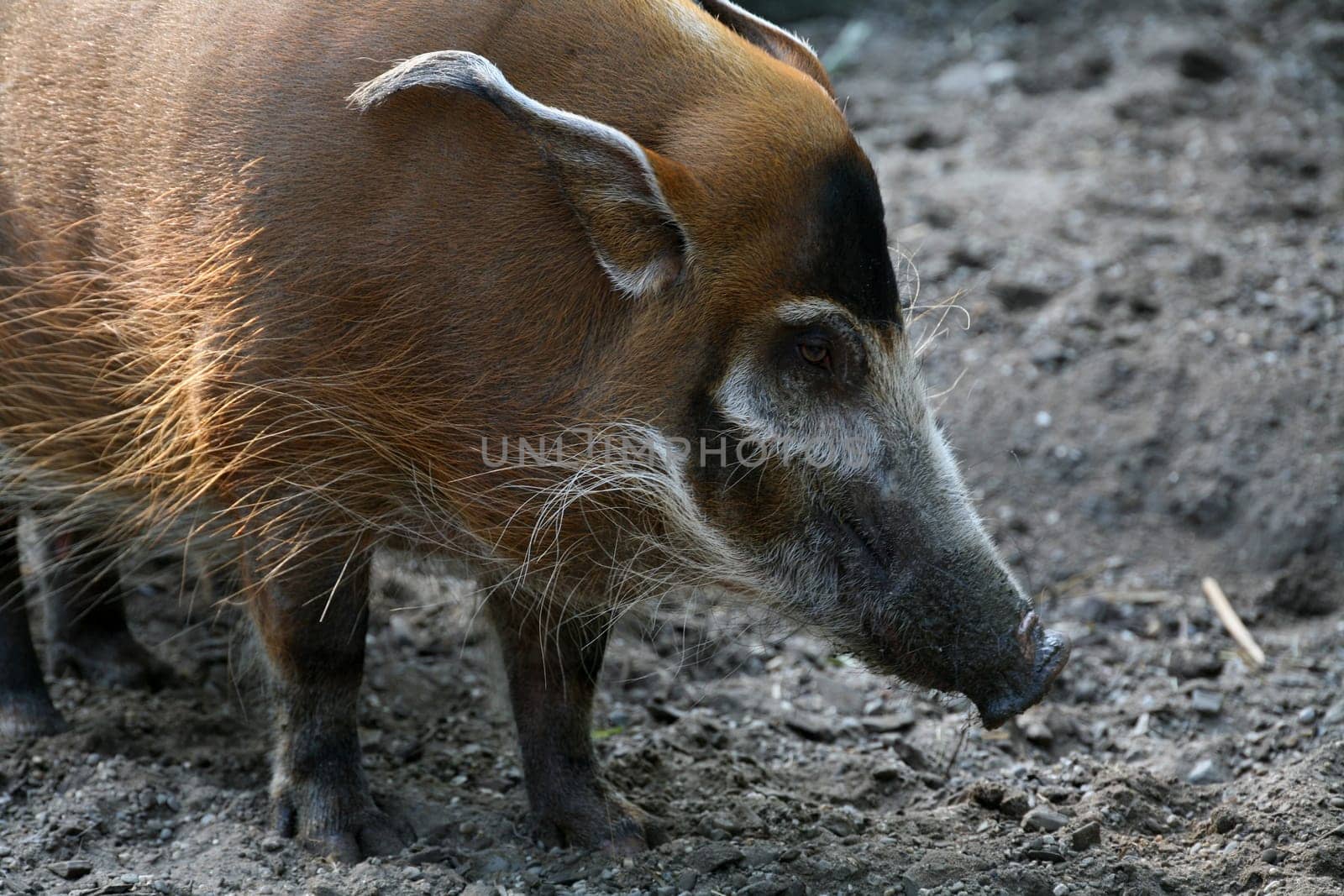 Potamochoerus porcus