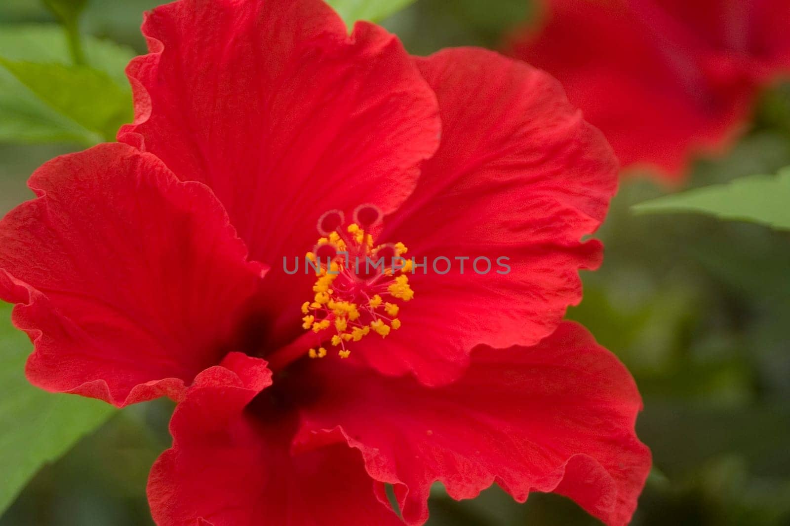 Red hibiscus
