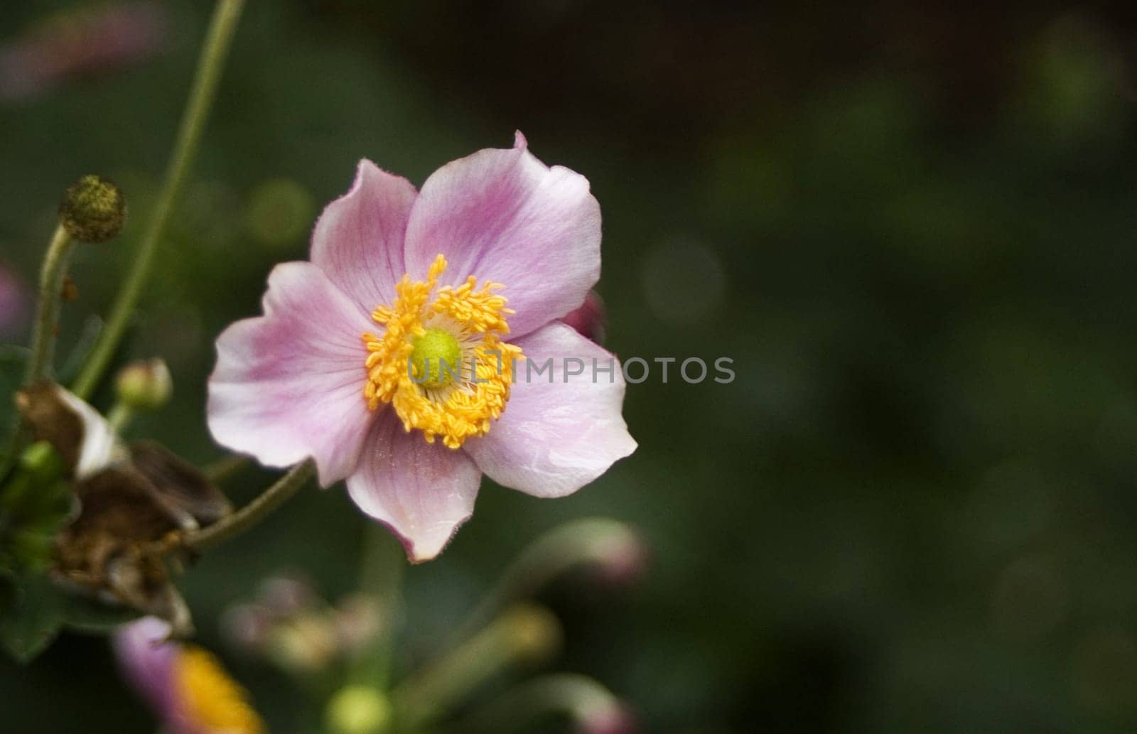 I walked in the woods like this for myself, And not to look for anything,that was my purpose. In the shade I saw a little flower standing, Shining like stars,beautiful like eyes. I wanted to break it,so it says finely: Should I be broken to wilt? I