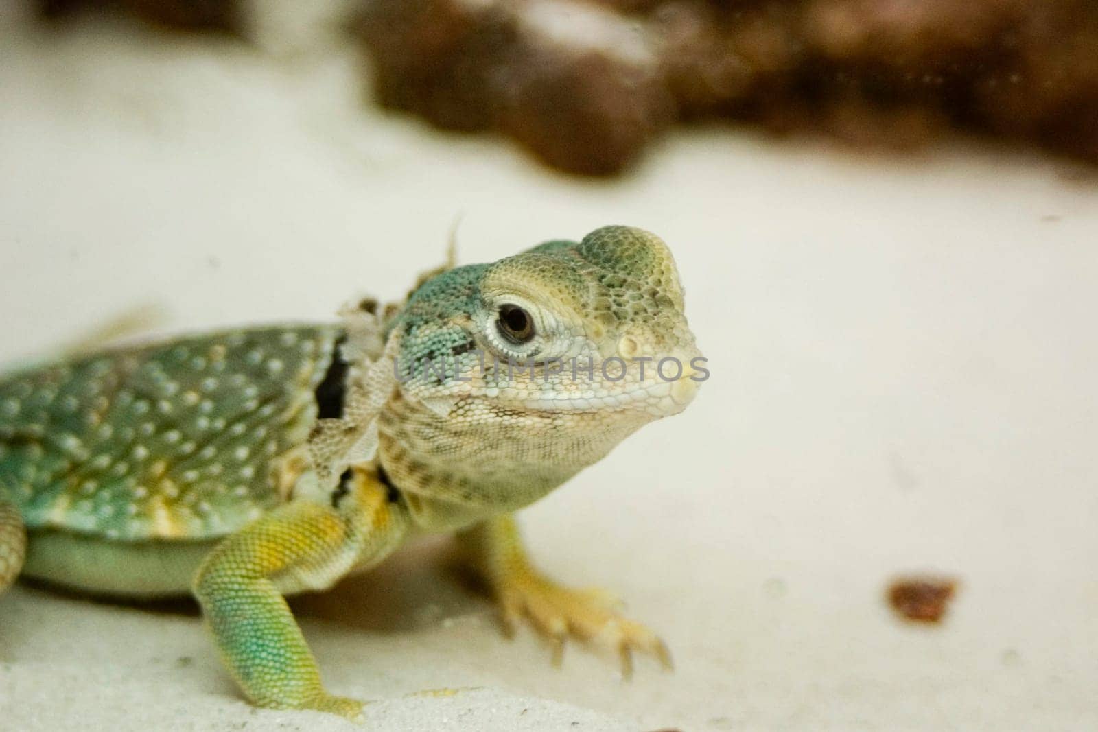 Collared iguana