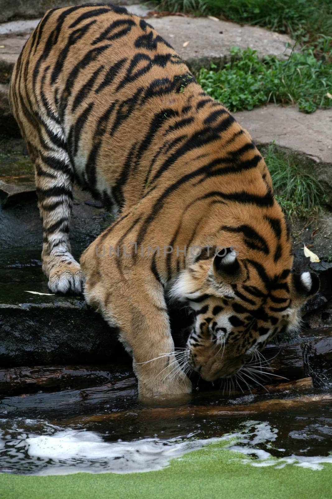 Siberian tiger