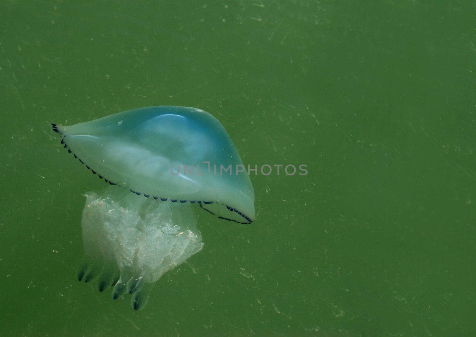 Jellyfish