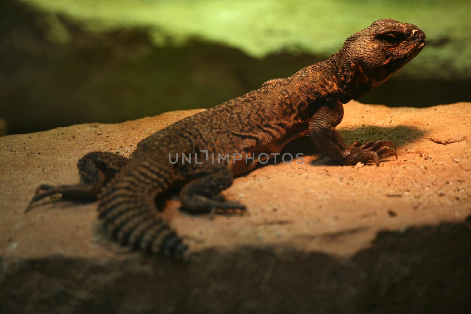 Spiny-tailed lizard