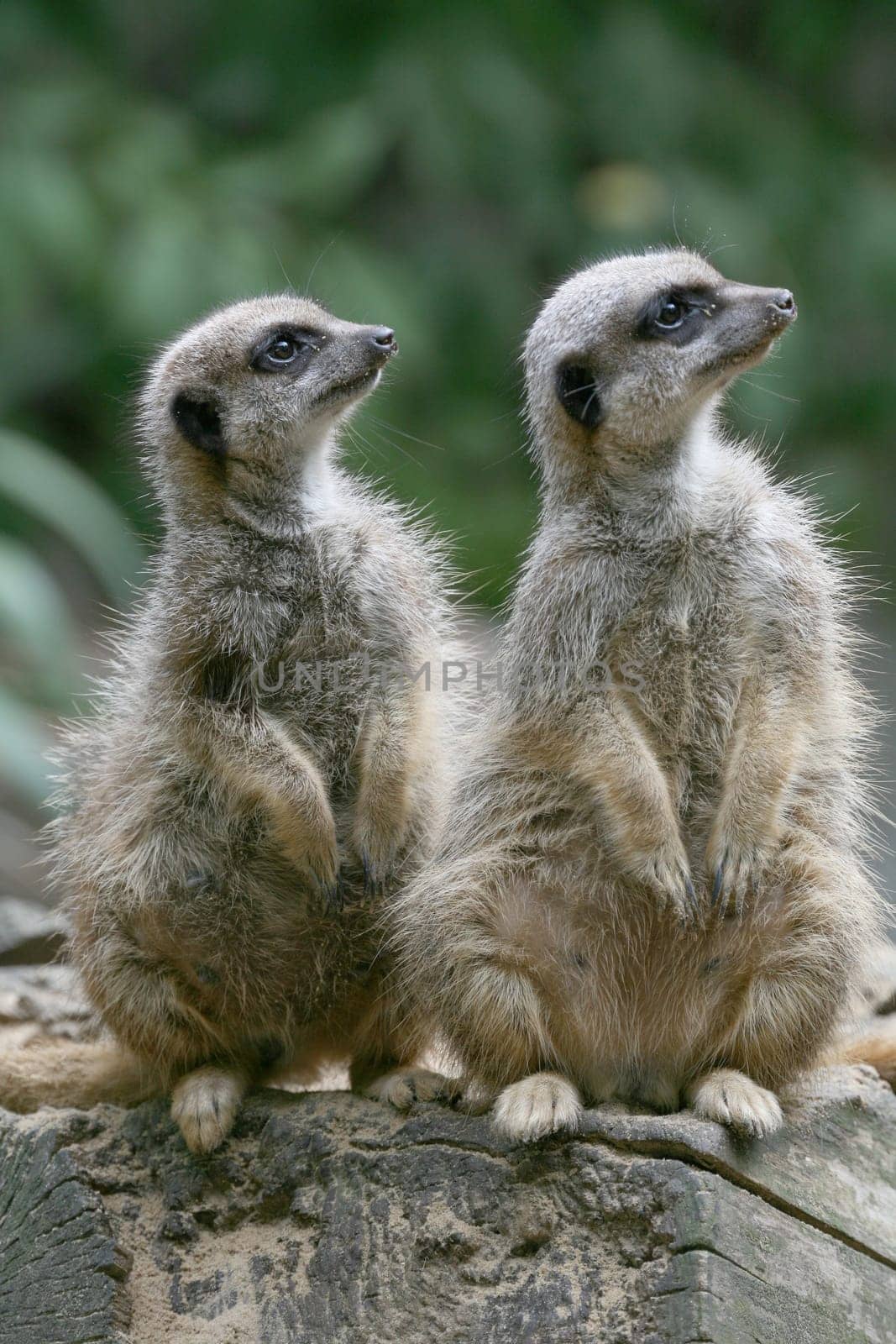 Cute but dangerous predators