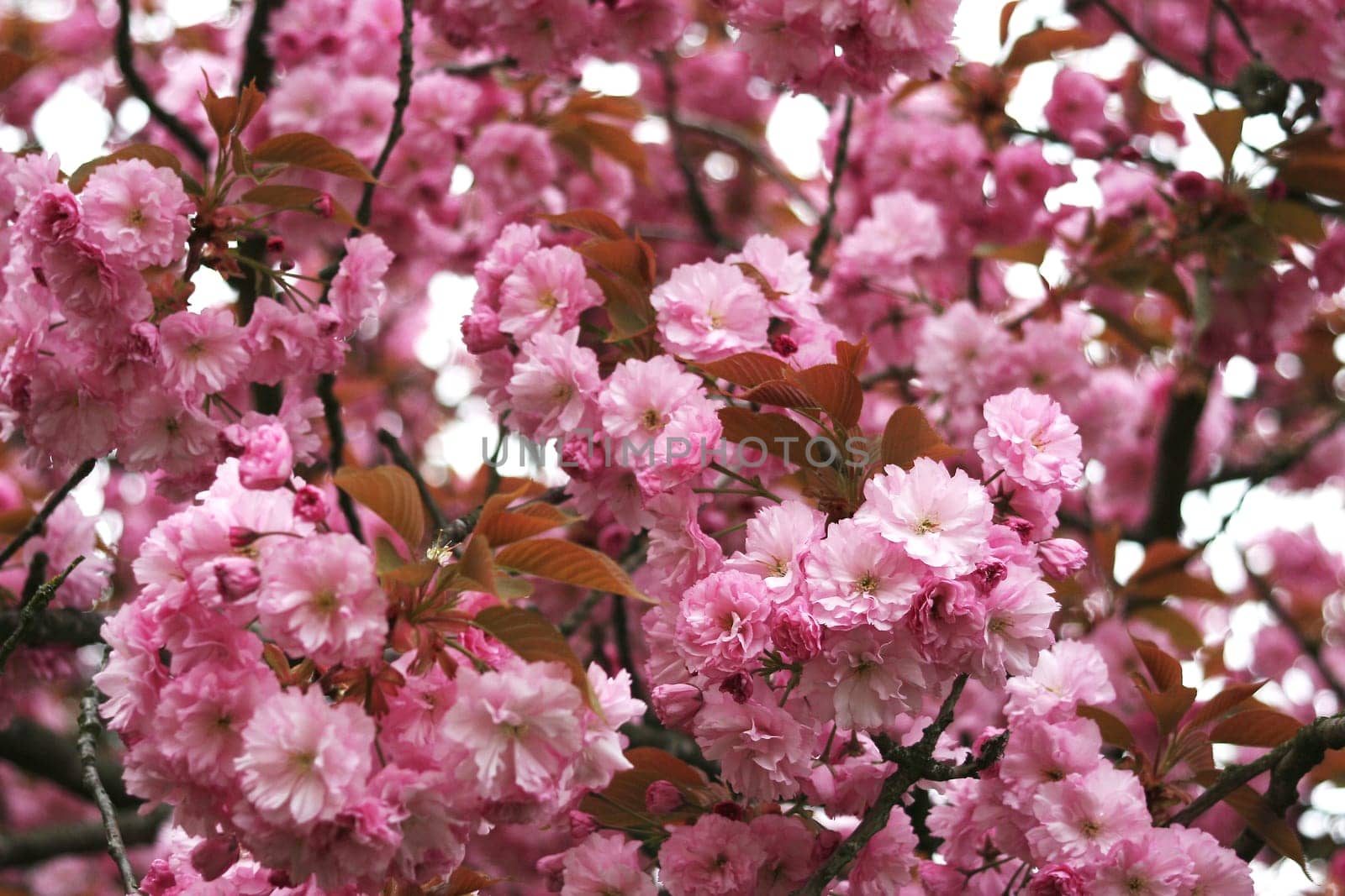 Sea of flowers