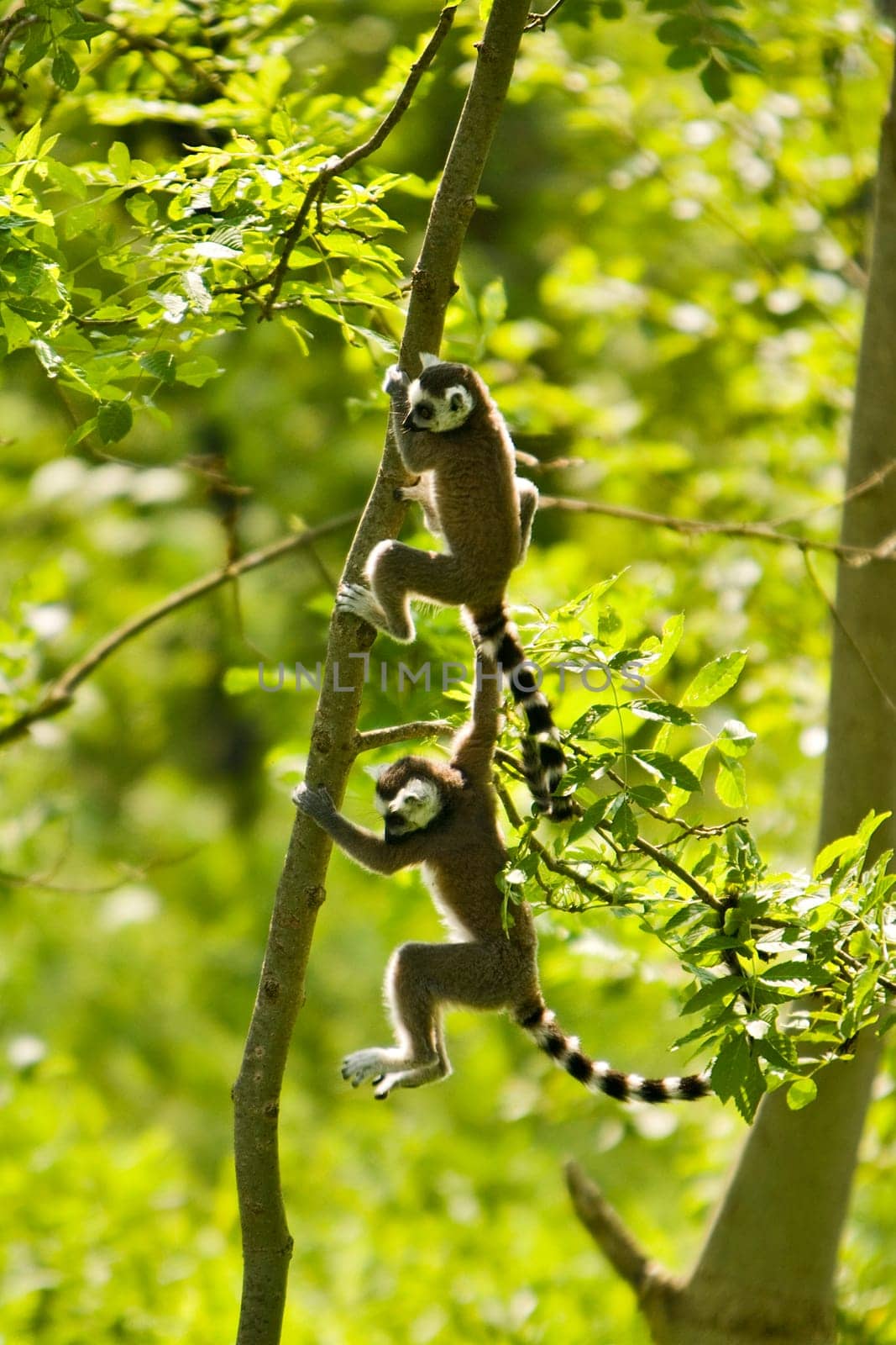 Lemur children
