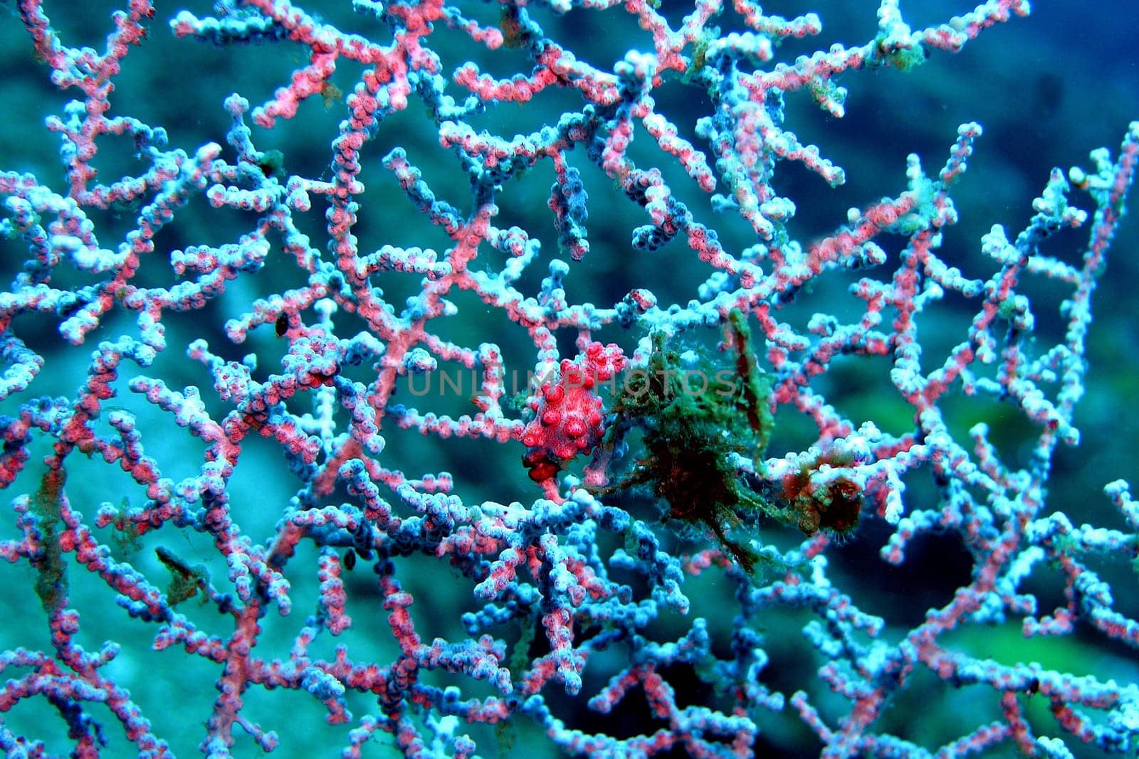 I photographed this pygmy seahorse,which is only about 10 mm in size,in North Bali near Tulamben. There is the wreck of the Liberty. In the case of seahorses,the males give birth to the young! If you look closely,you will discover small,black dots. That's what it is