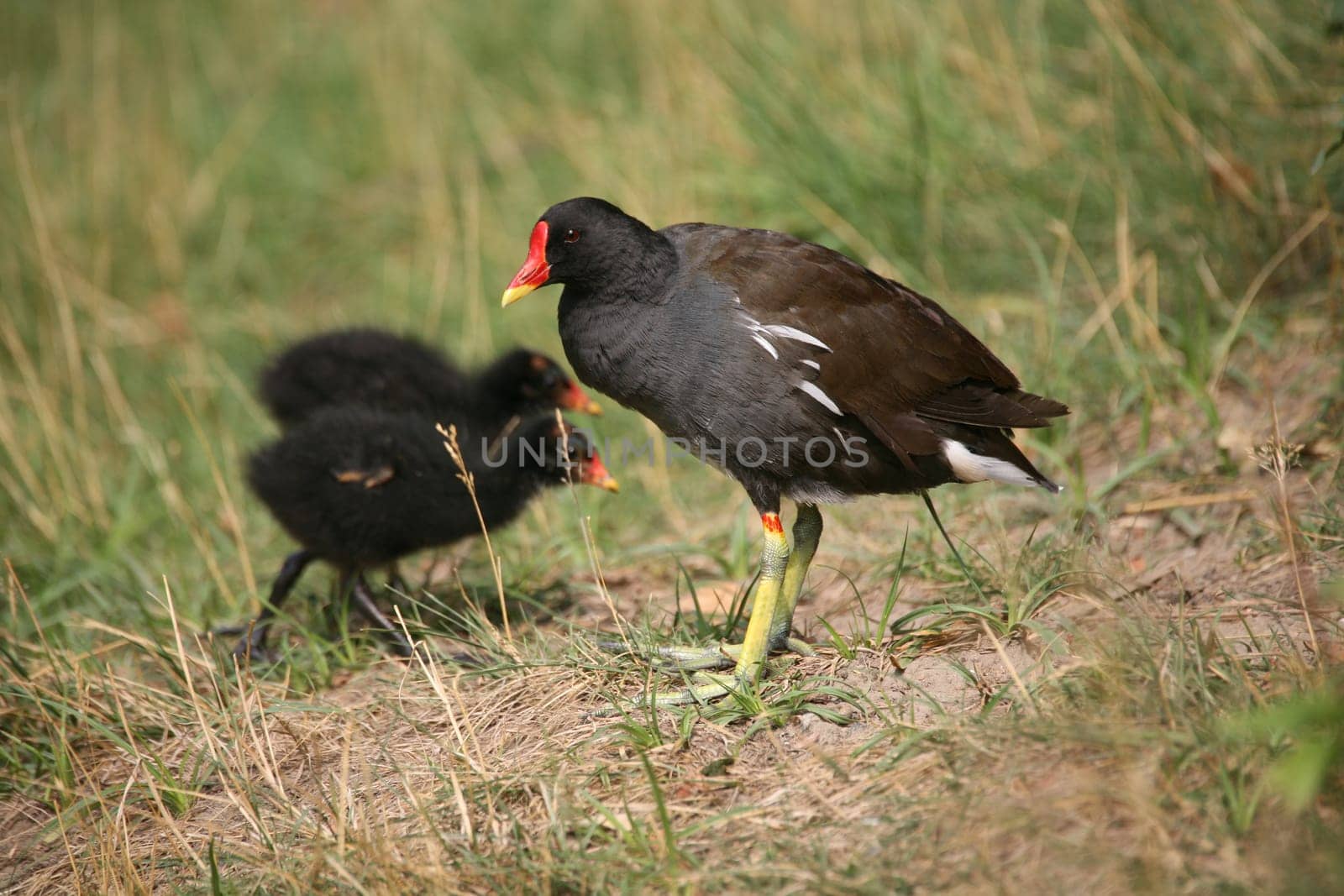 The name "pond rail"" is actually more correct,as this bird is a typical representative of the rails"