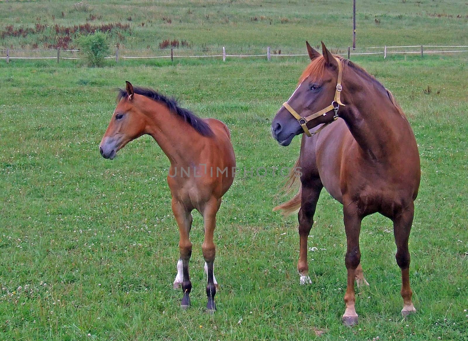 Horses