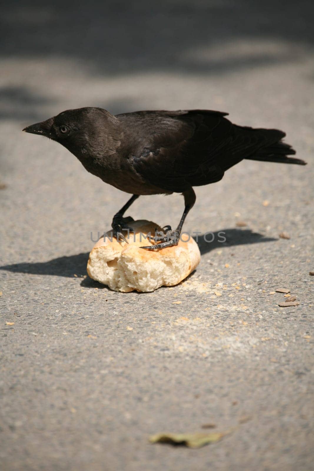 Crippled jackdaw with captured bread roll