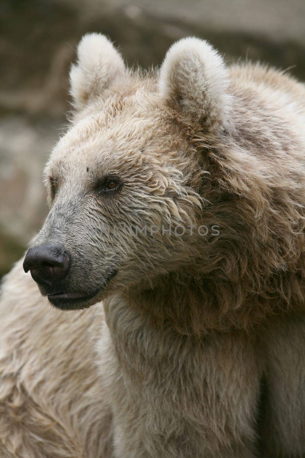Syrian brown bear