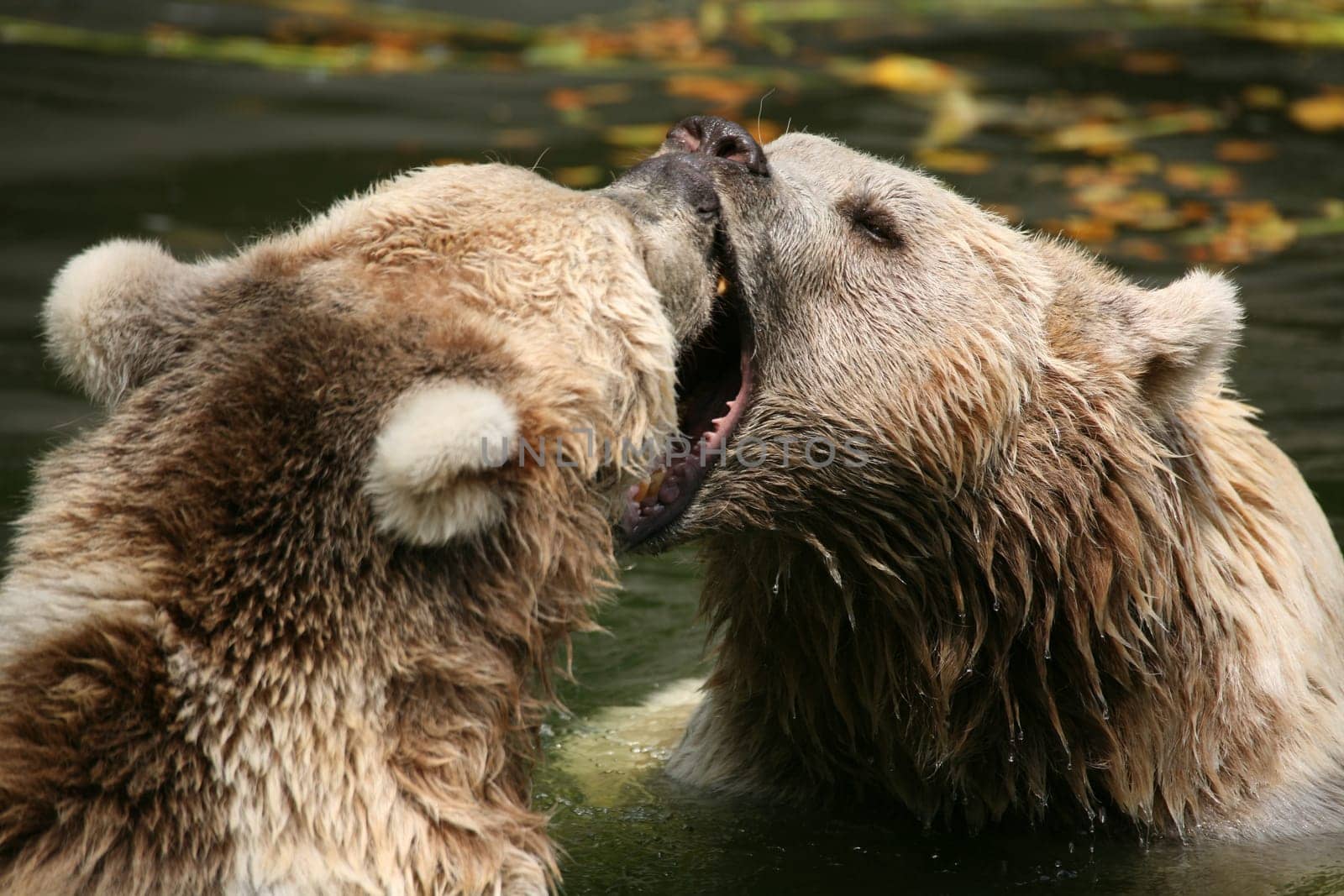 Syrian brown bears in the water