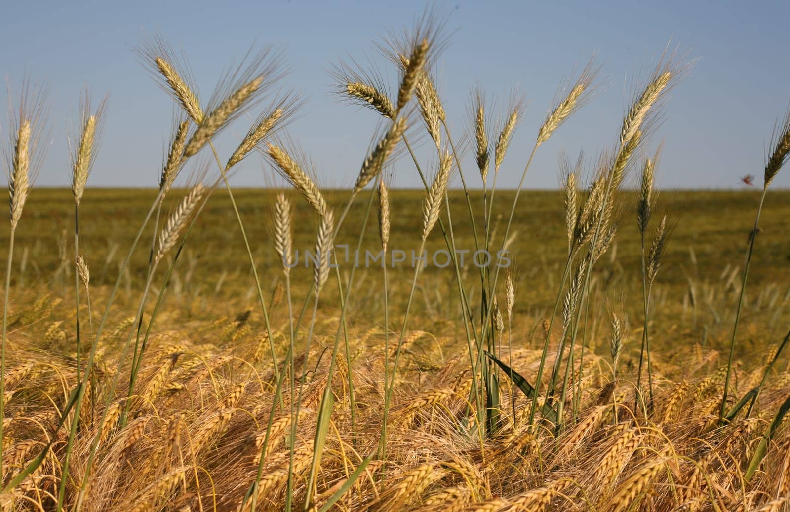 Ears of rye in a barley field