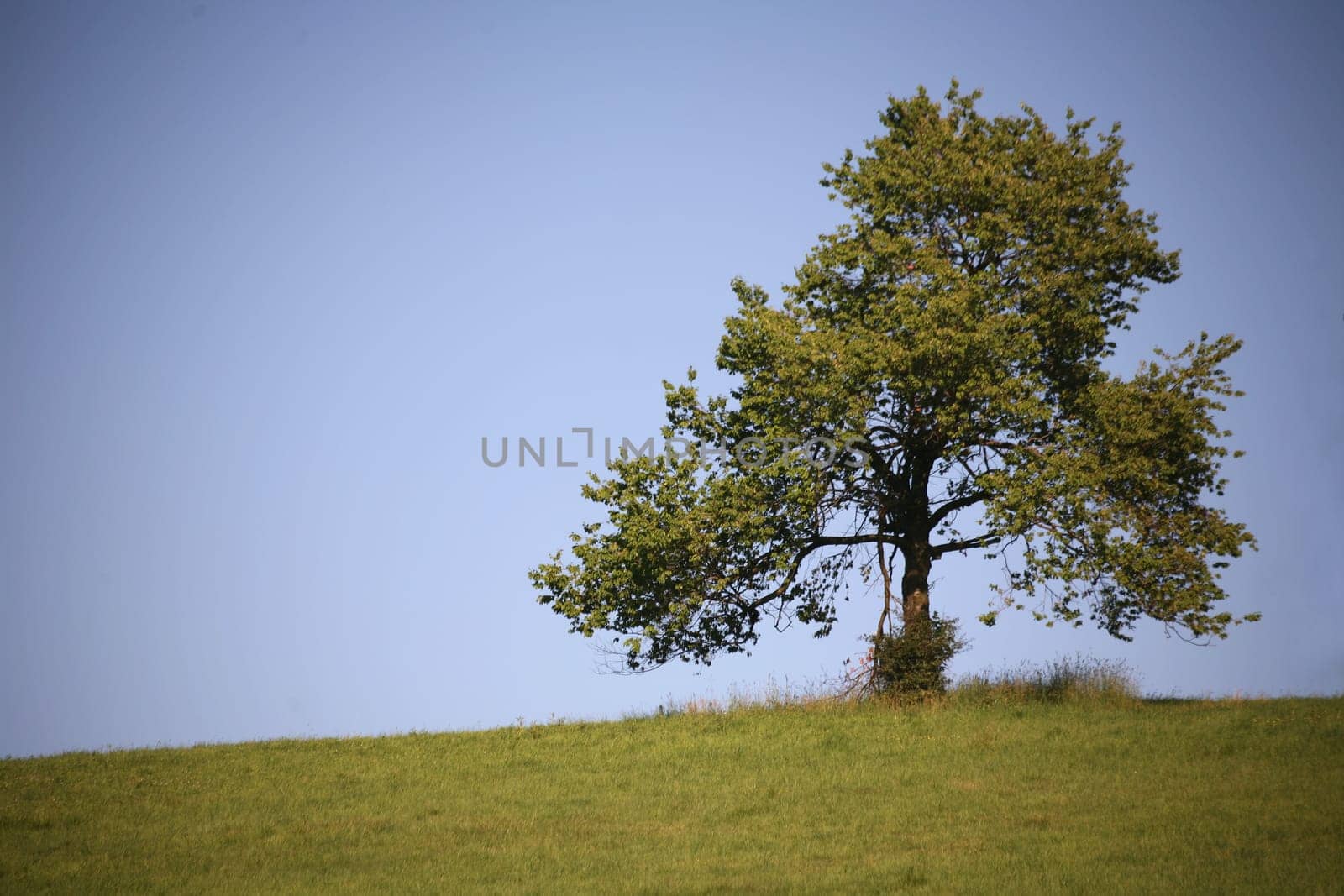 Solitary tree personality