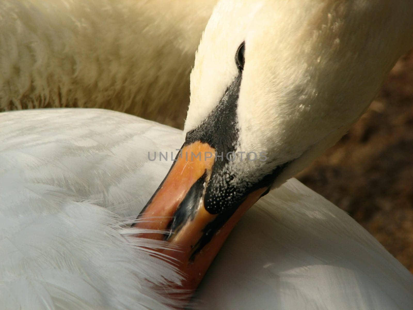 Feather reading