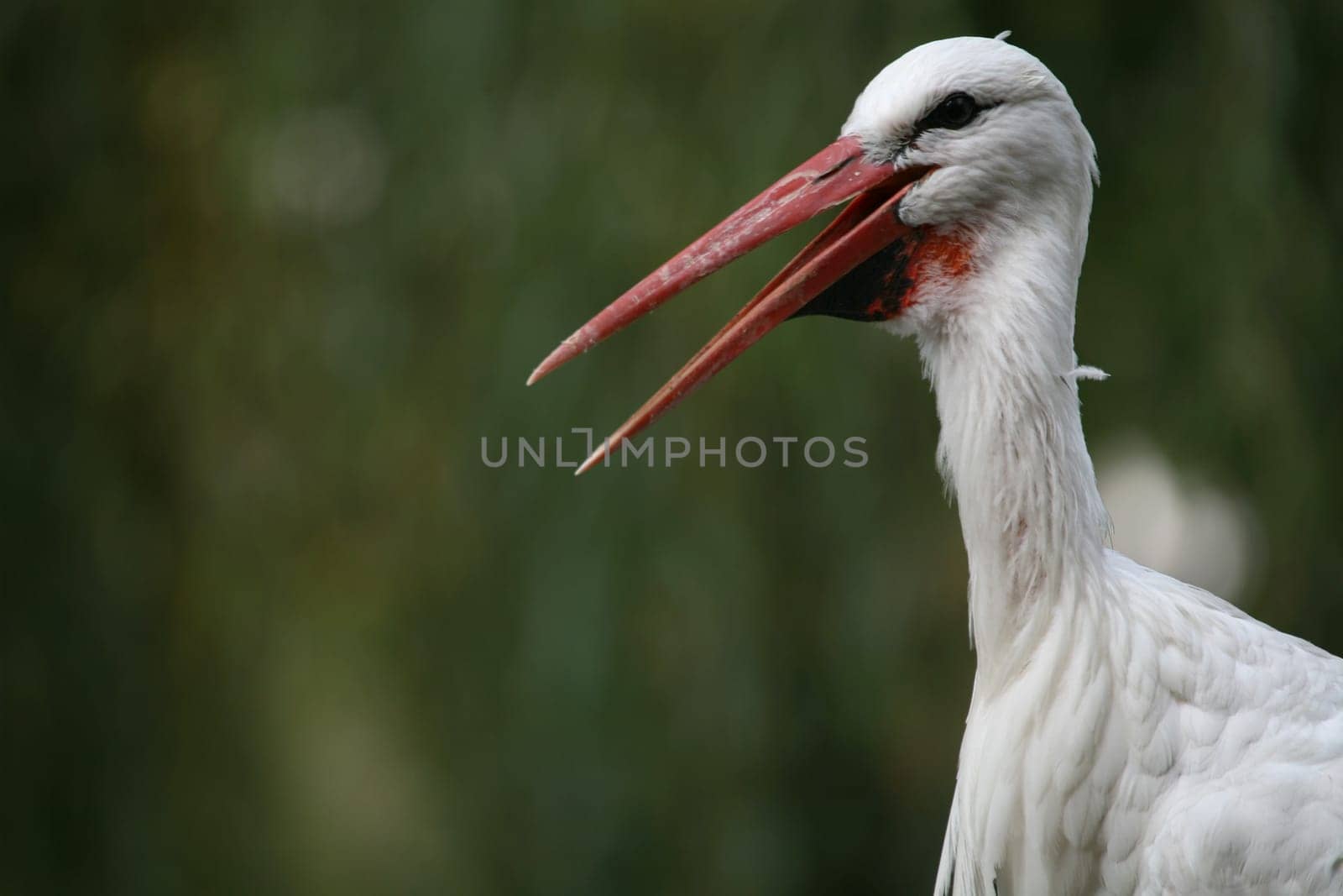 Ciconia ciconia