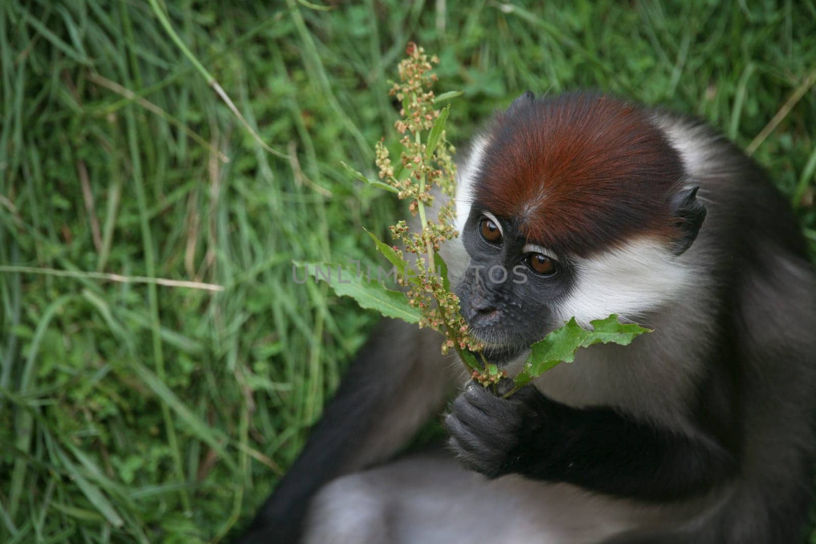 Cercocebus t. torquatus