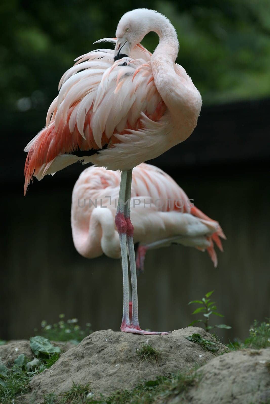 Pink flamingos