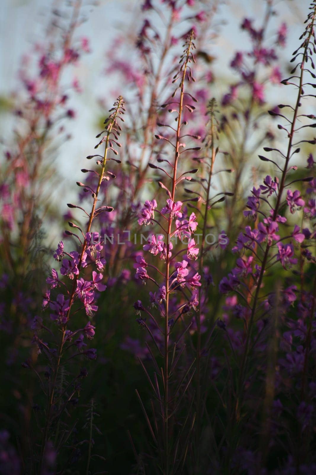 Narrow-leaved fireweed (Epilobium angustifolium)