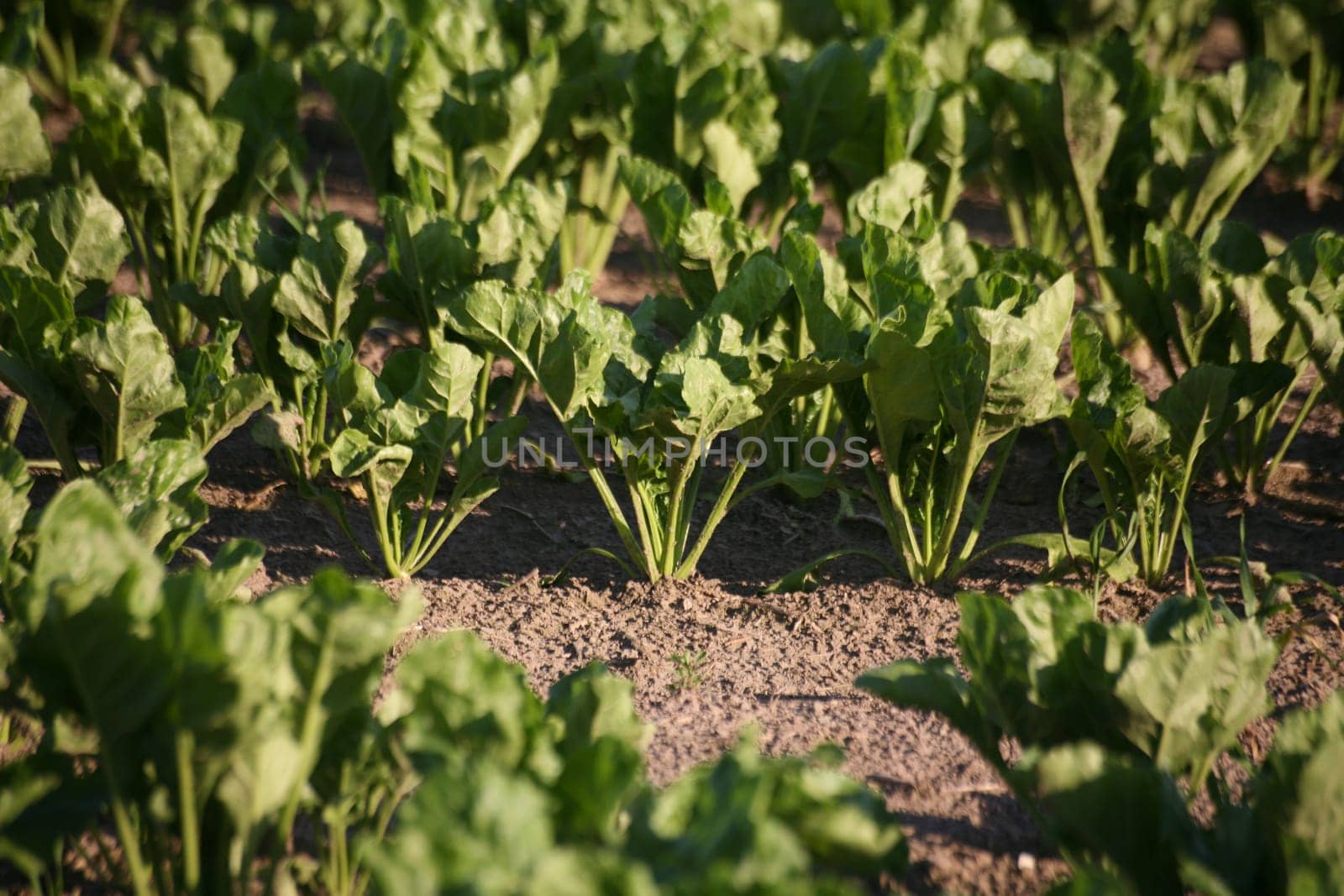 Sugar beet cultivation