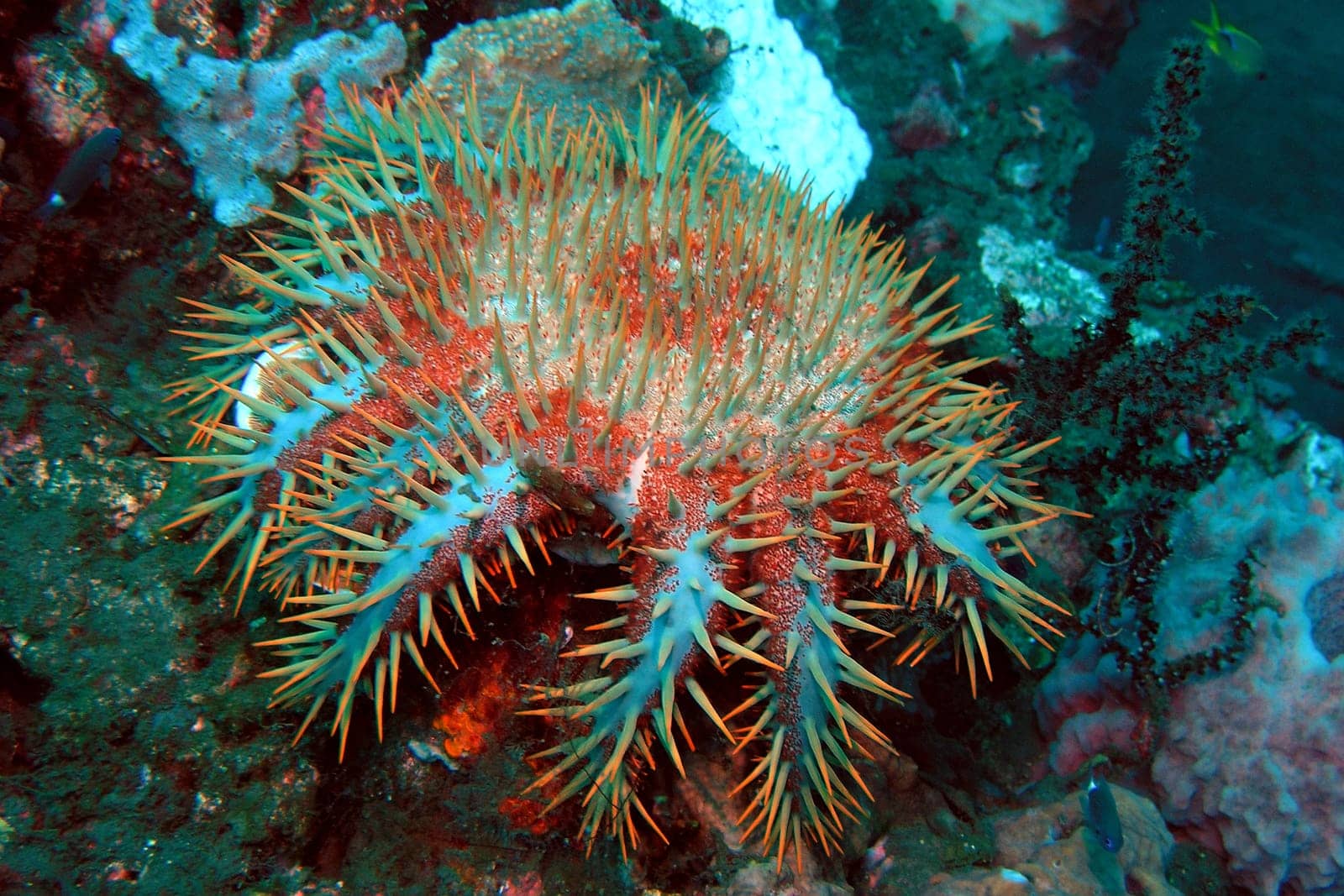 This starfish is partly responsible for the white,dead corals. It has an open stomach with which it lies over the coral. There it decomposes the coral polyps and after the meal only a white calcareous skeleton remains. The Tritonsh