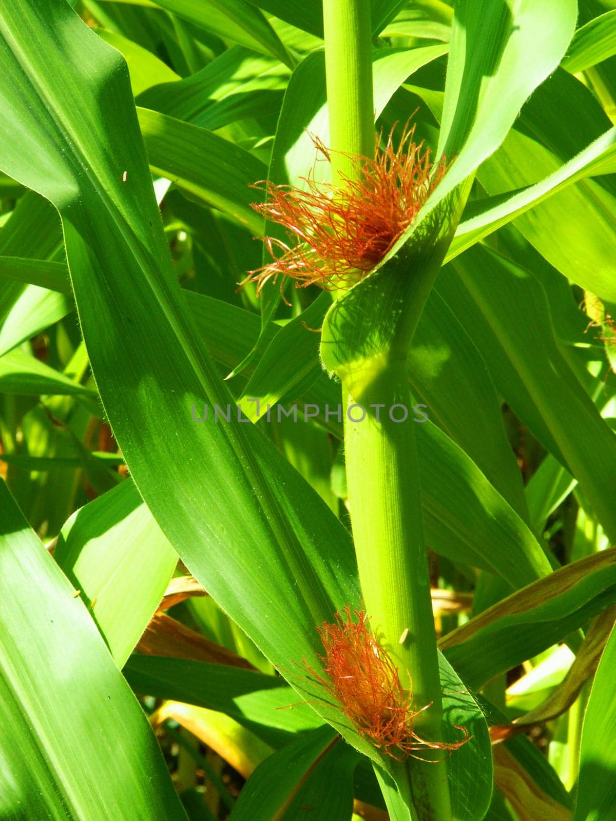 Corn