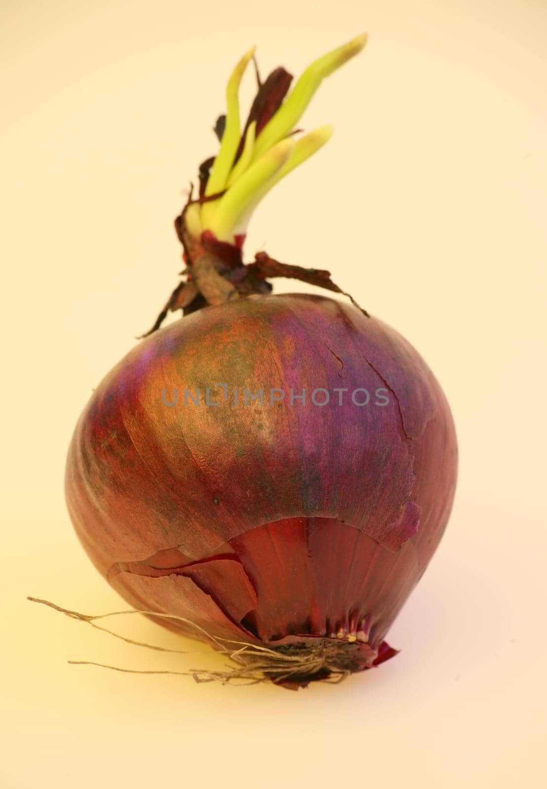 Vegetable onion