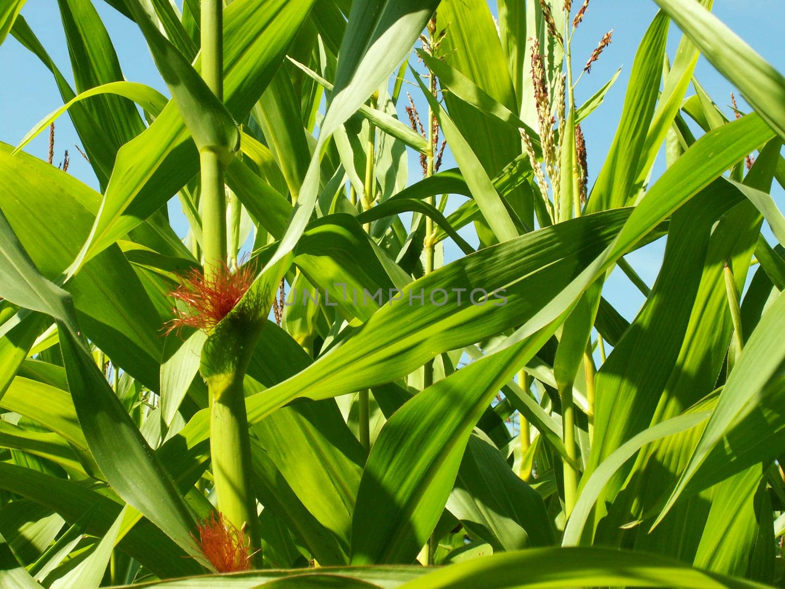 Cornfield
