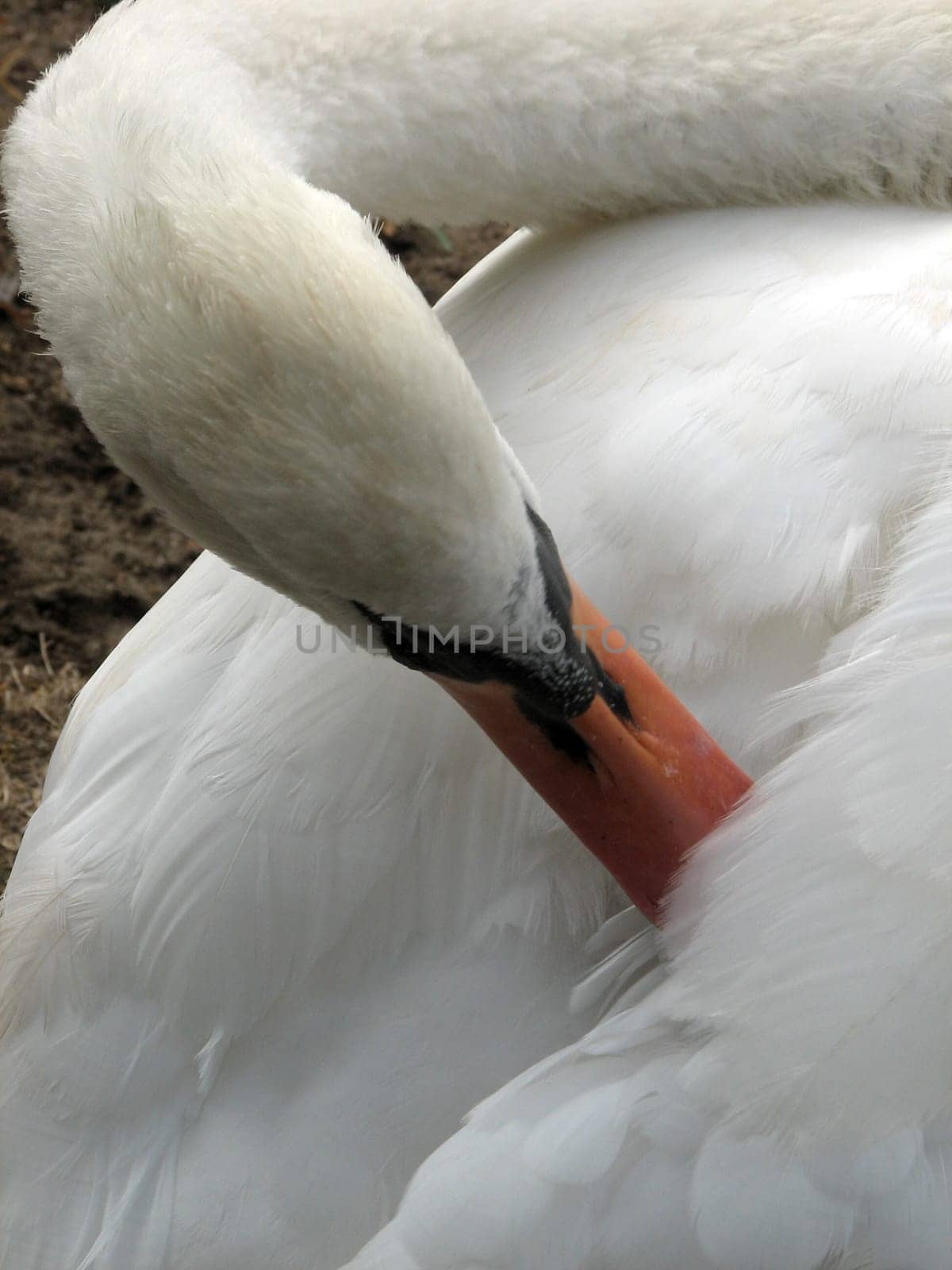 Feather Reading 2