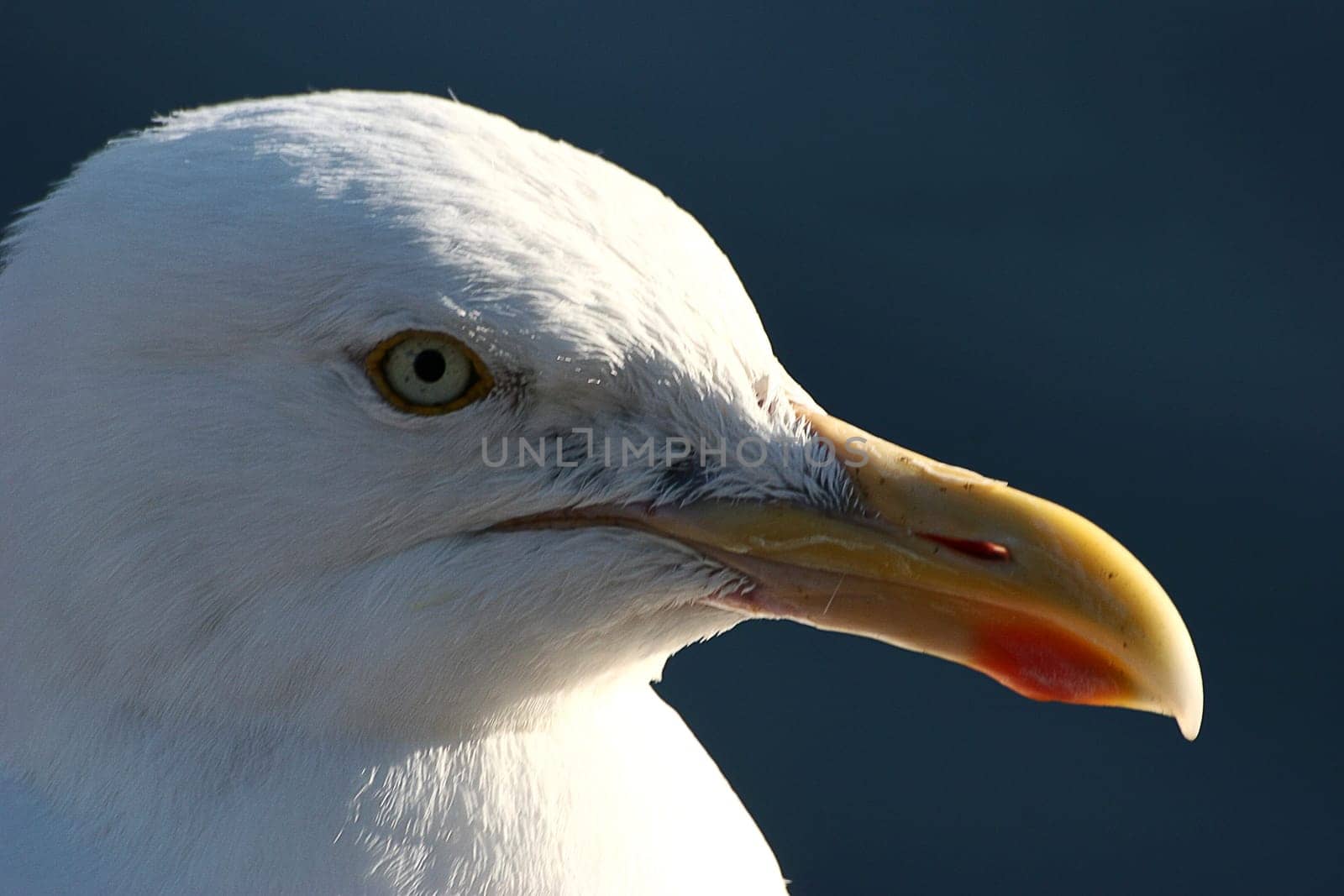 Gull
