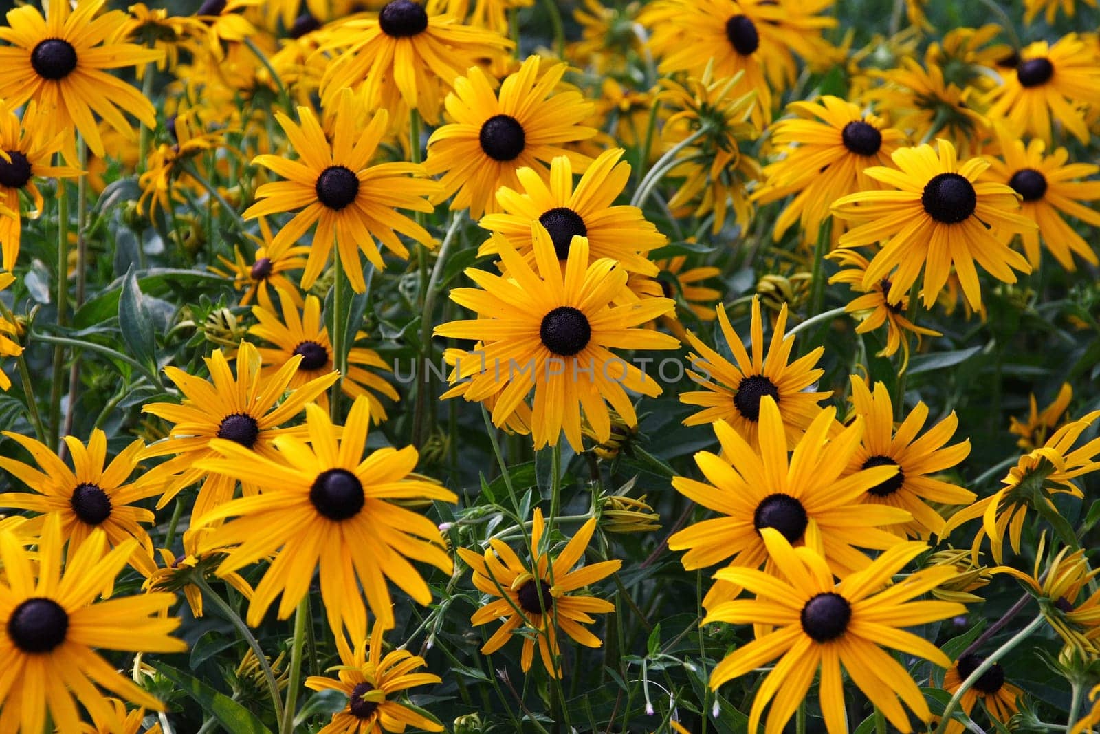 Coneflower