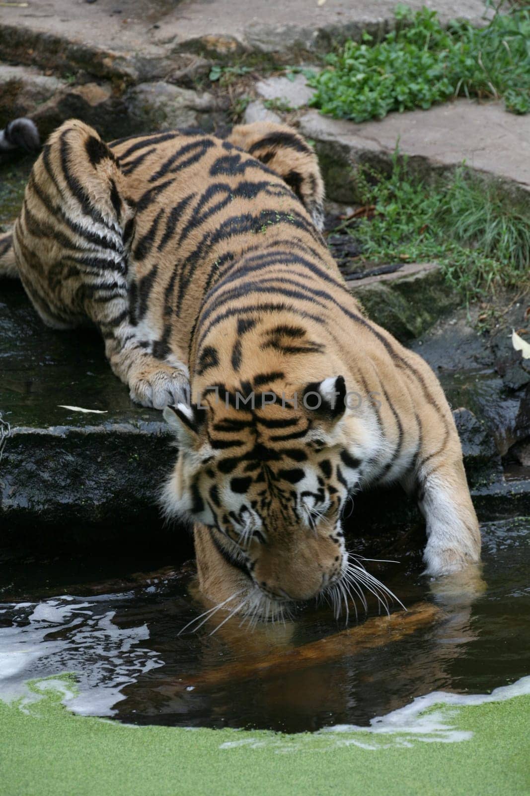 Siberian tiger