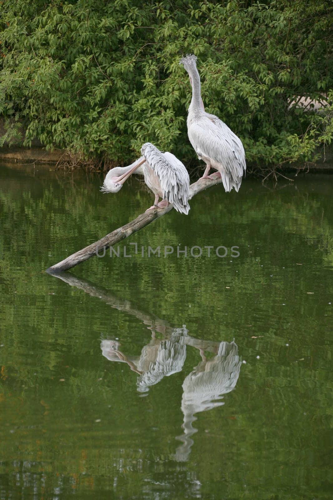 Pelecanus crispus