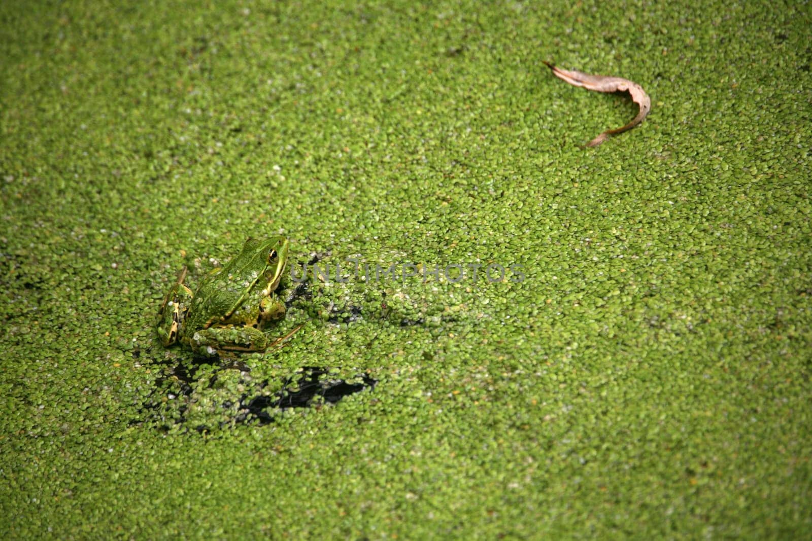Green bouncers on green duckweed