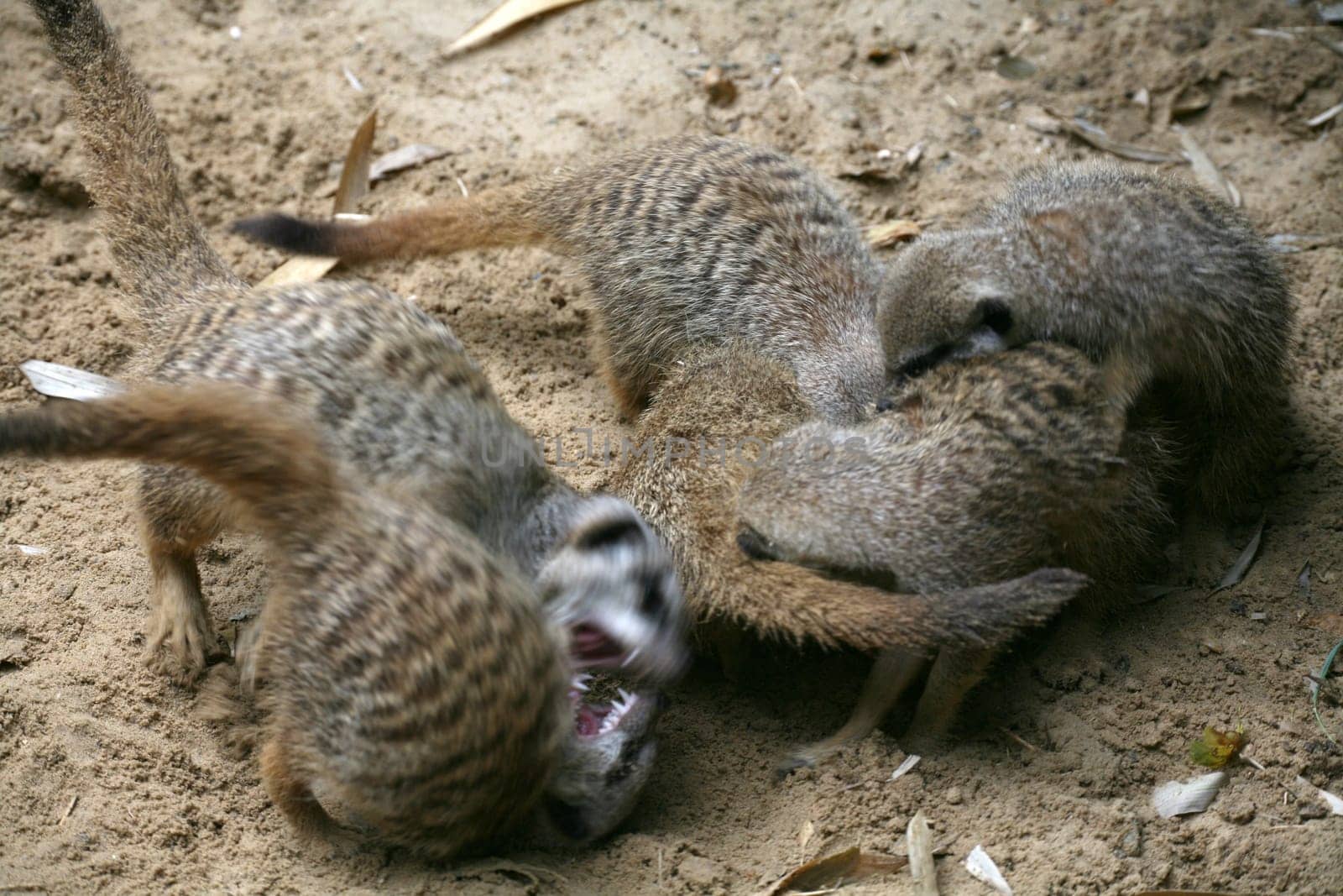 Meerkat swarm