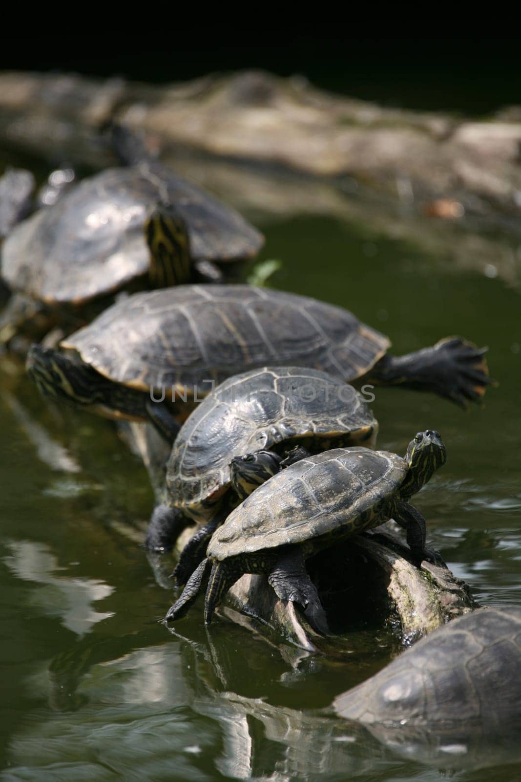 Red-eared turtles on a tree trunk