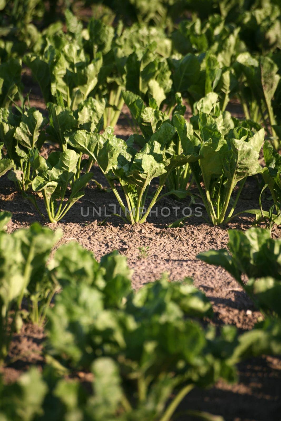 Sugar beet cultivation