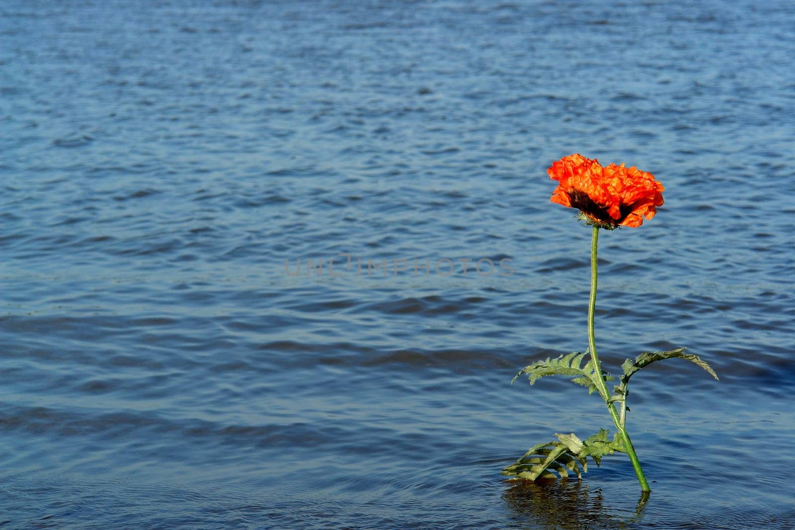 Flower with great thirst -)