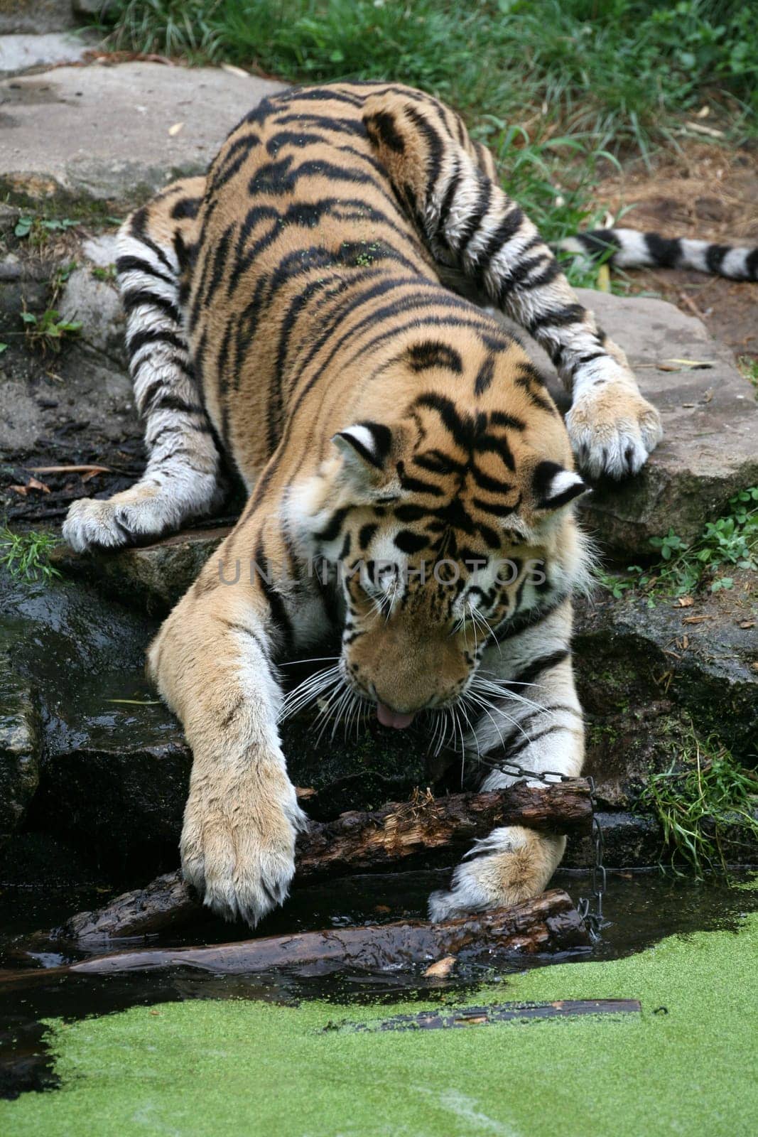 Siberian tiger
