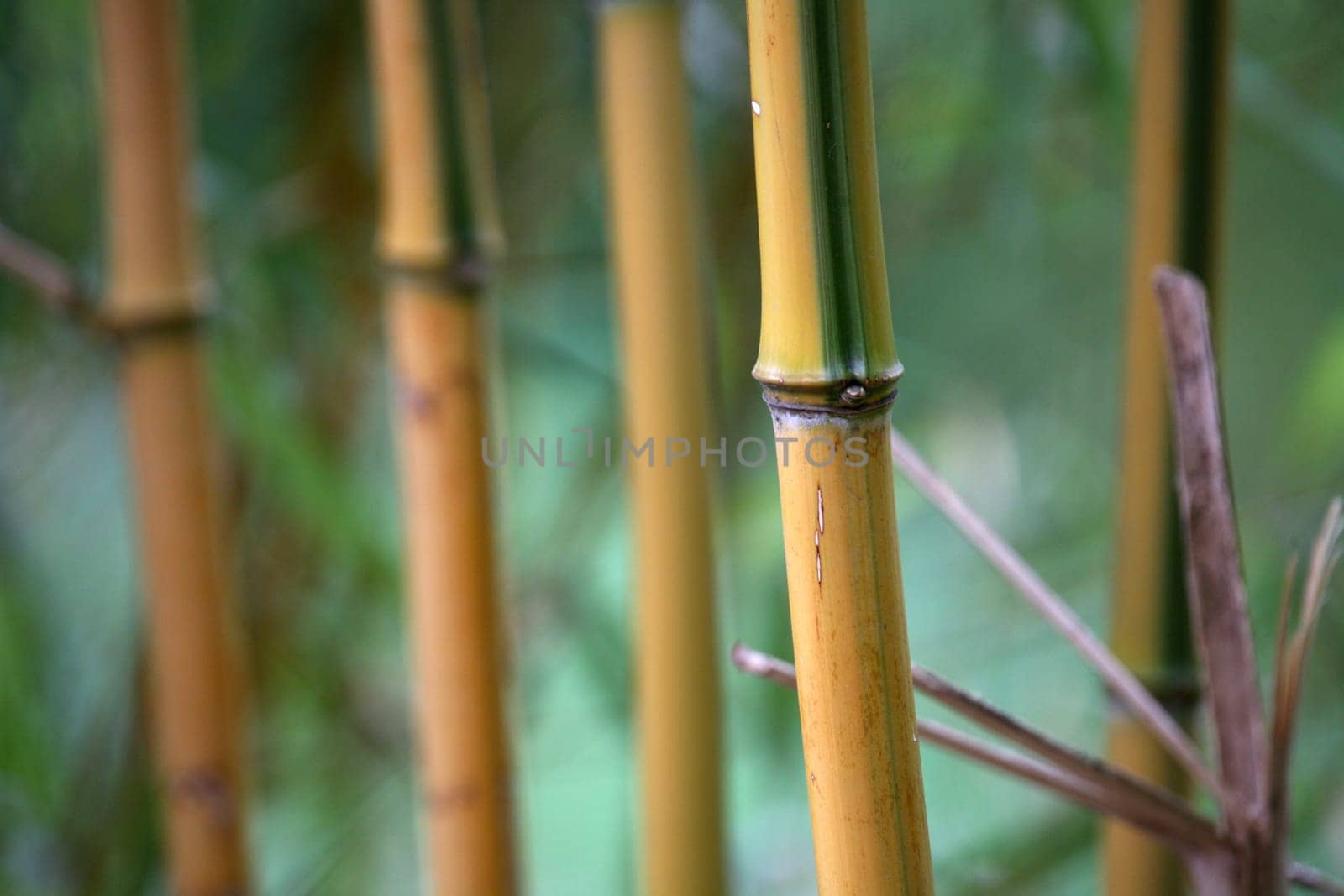 Bamboo bushes