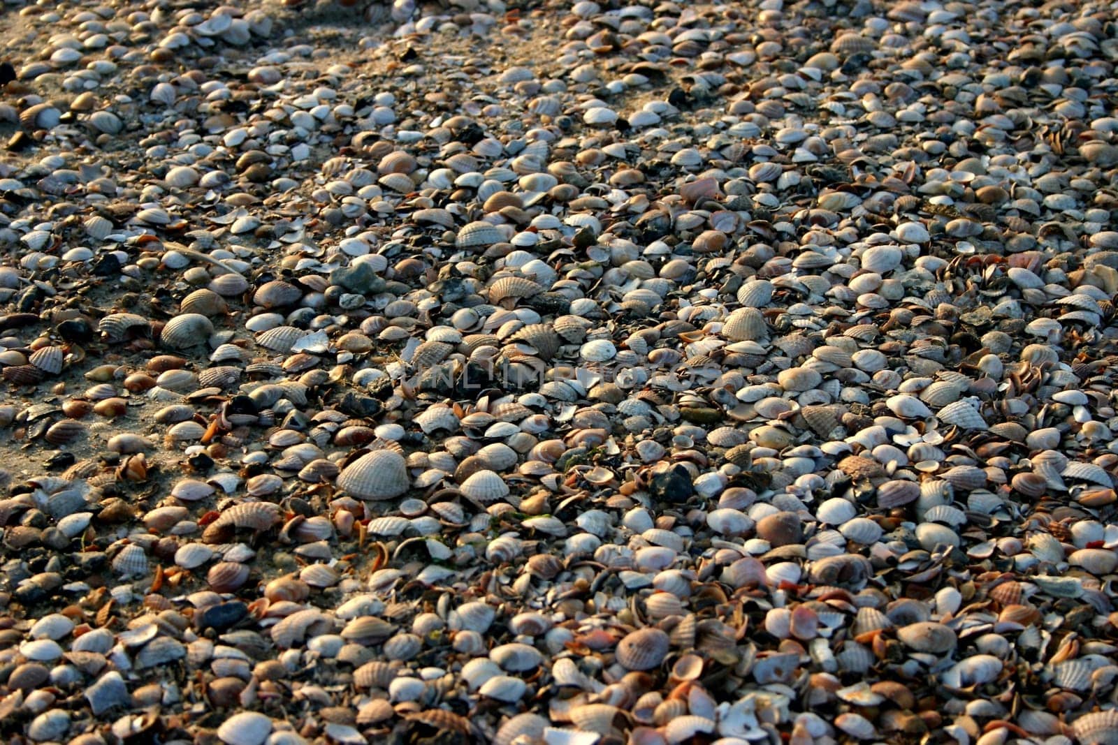Mussels