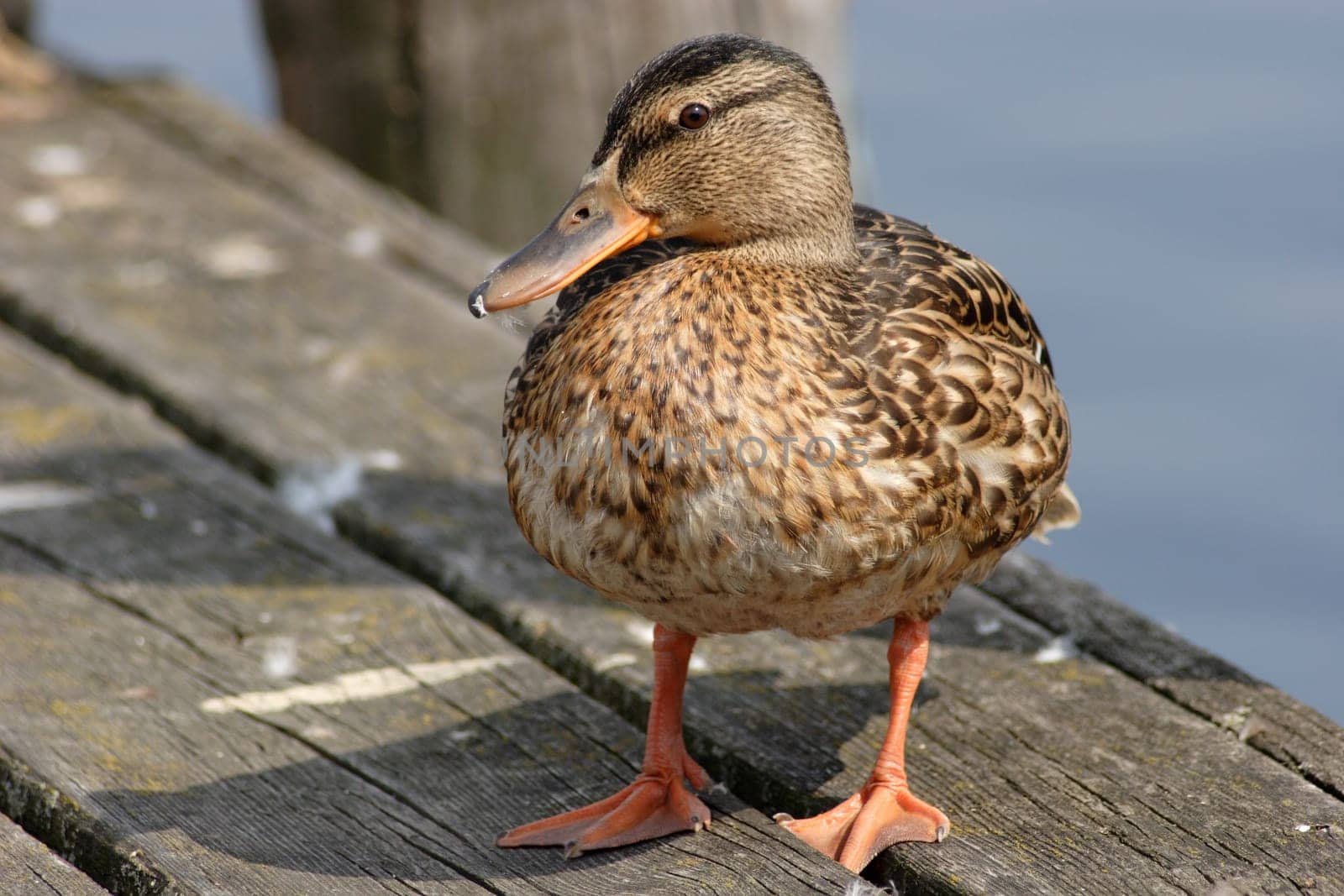 Female mallard 1
