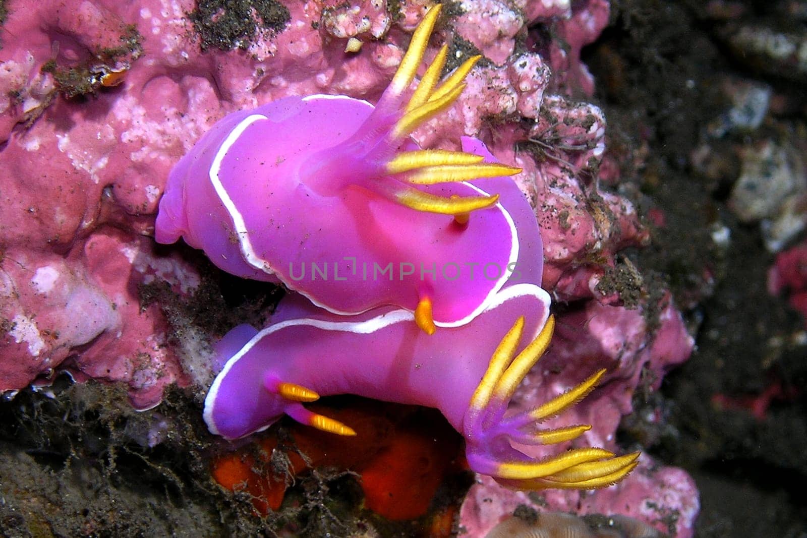 Photographed in Bali