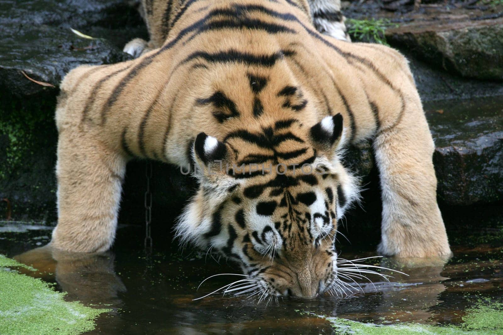 Drinking Siberian tiger