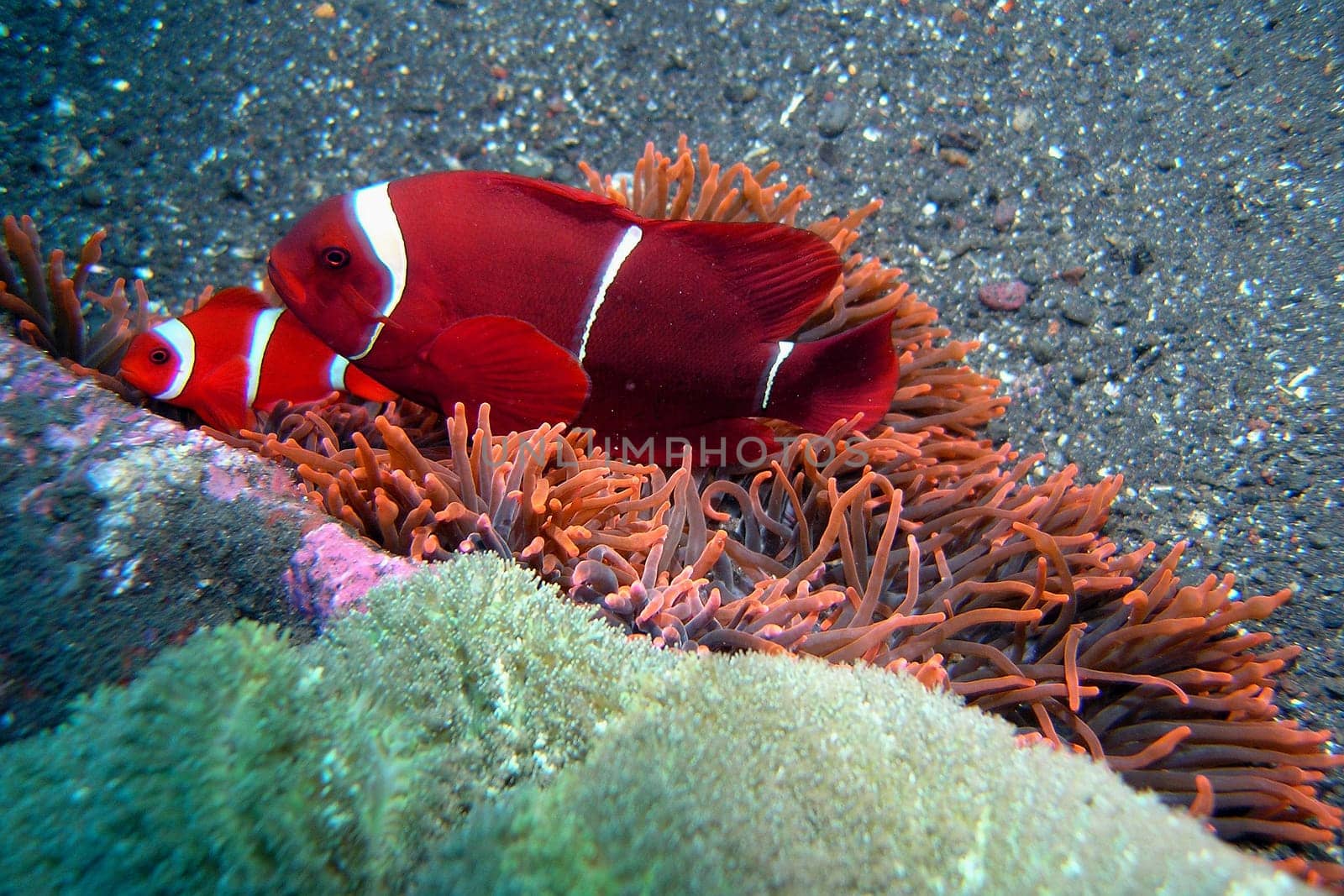 At the wreck of the Liberty in North Bali