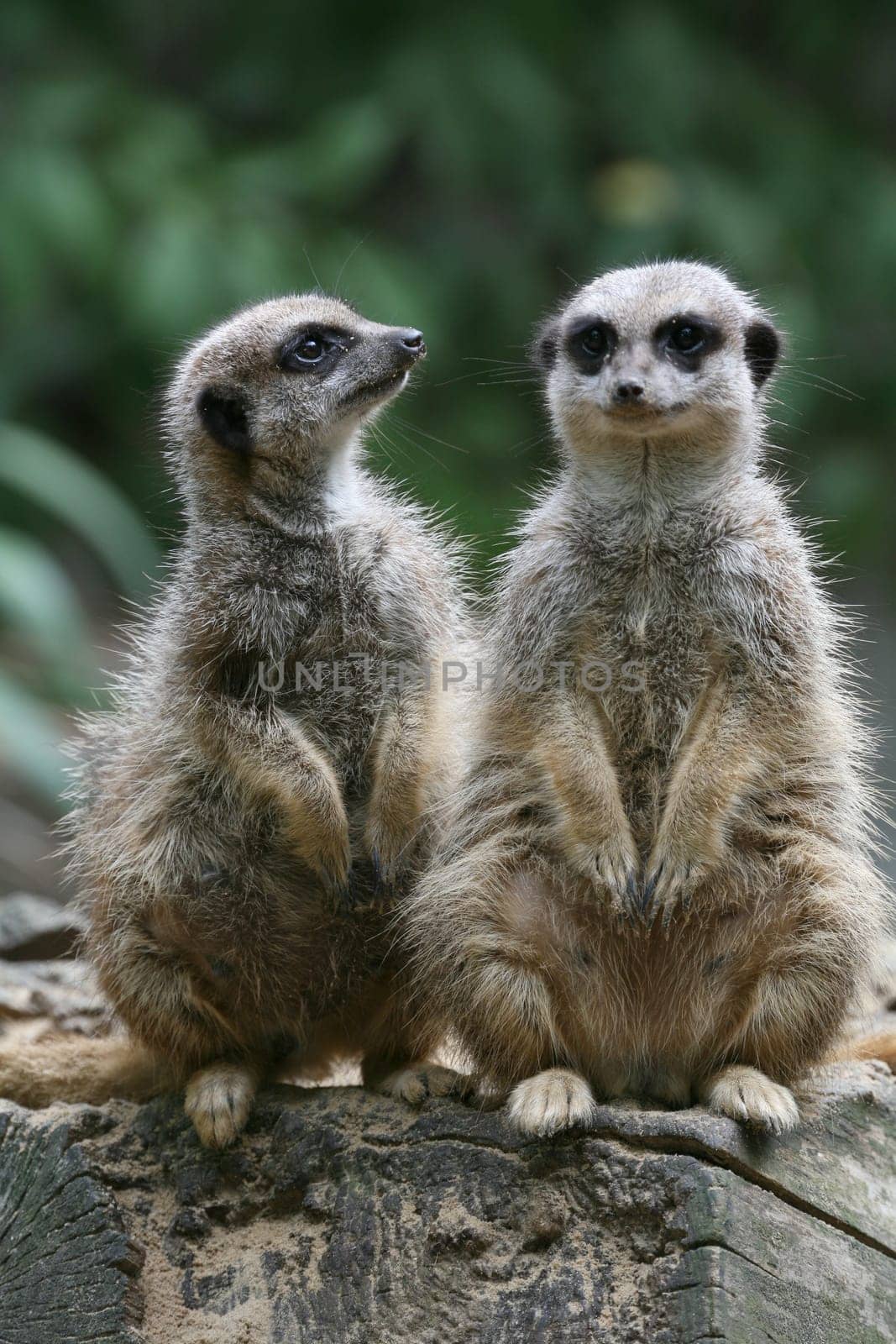 Two meerkats standing guard
